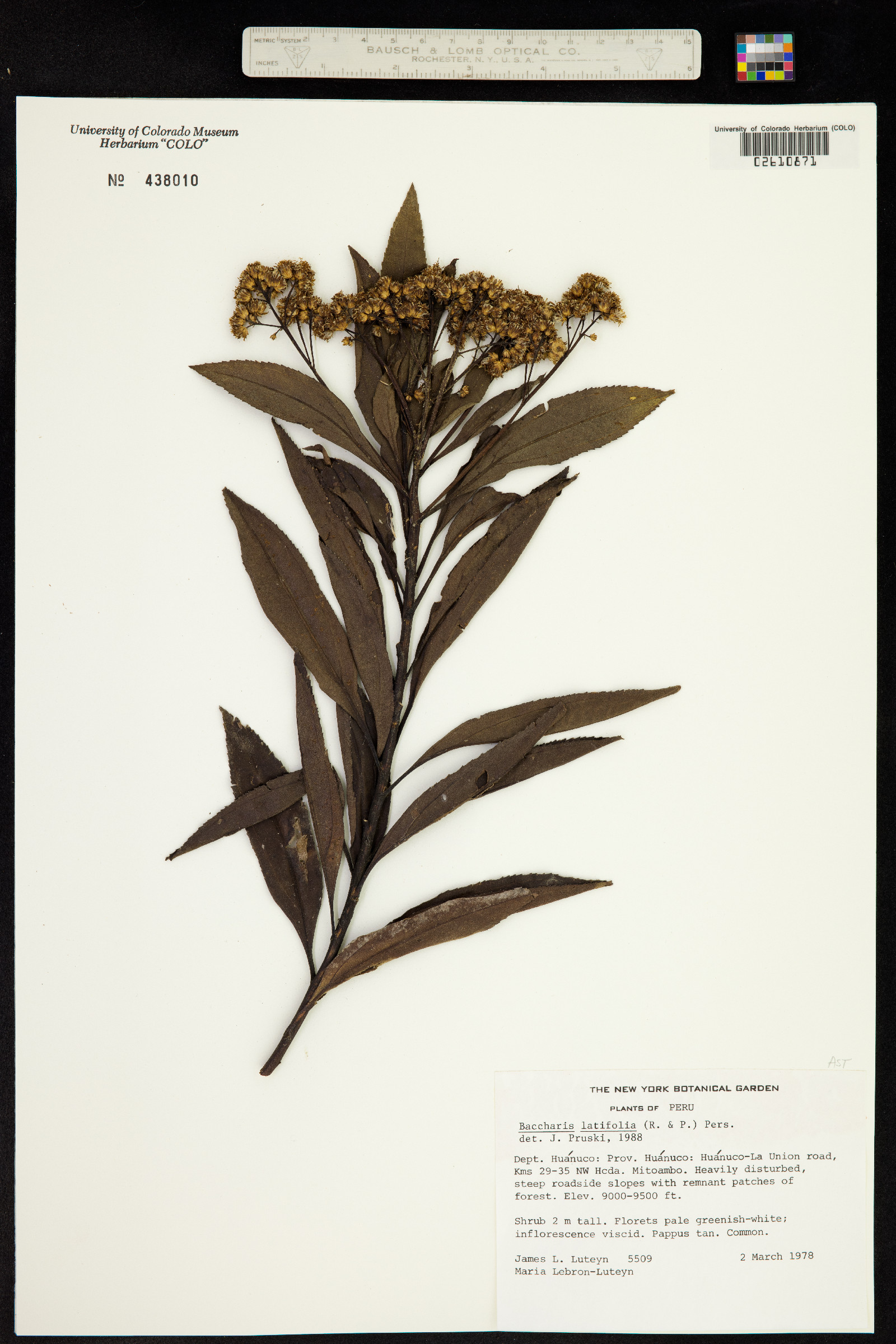 Baccharis latifolia image