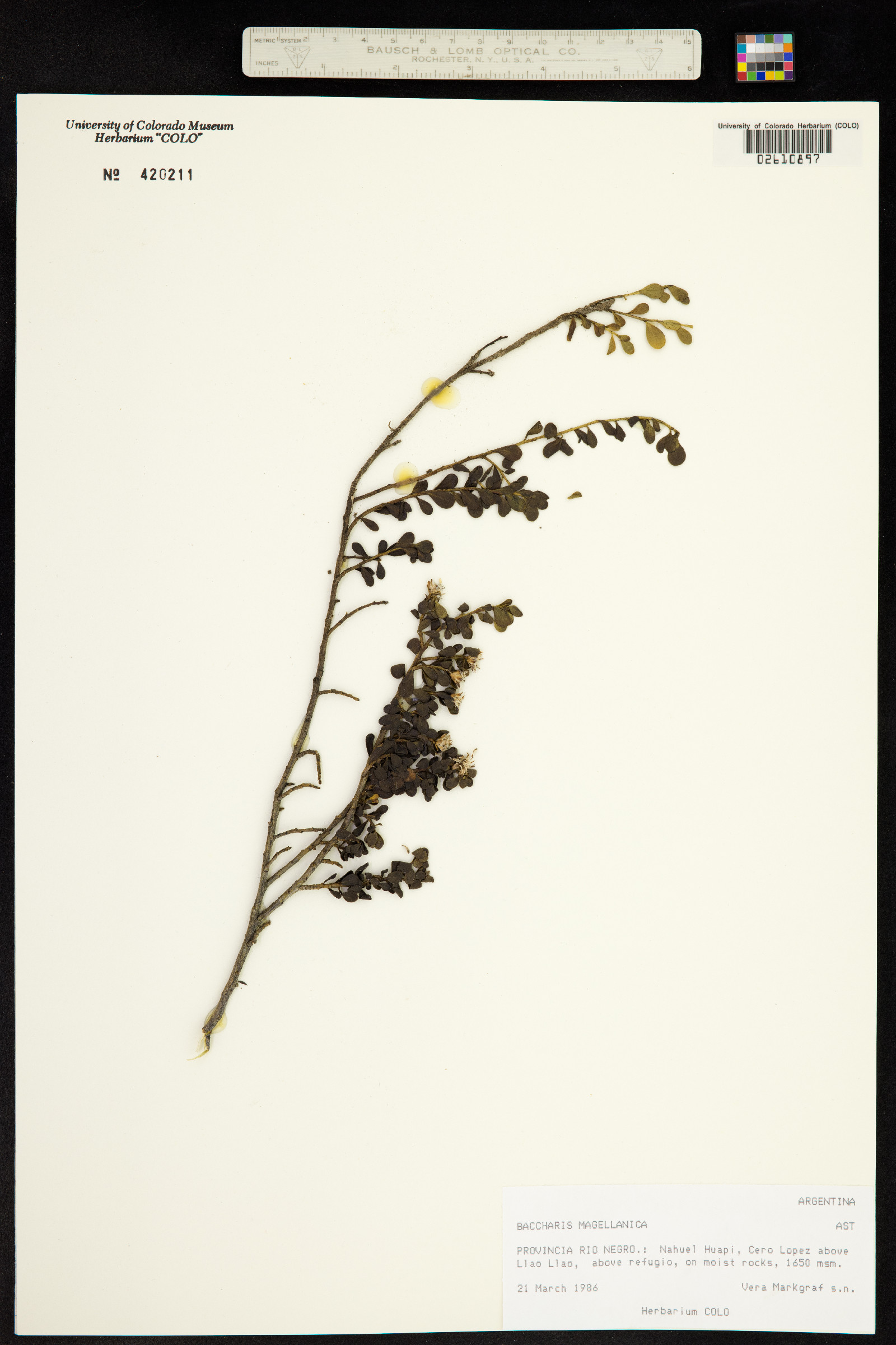 Baccharis magellanica image