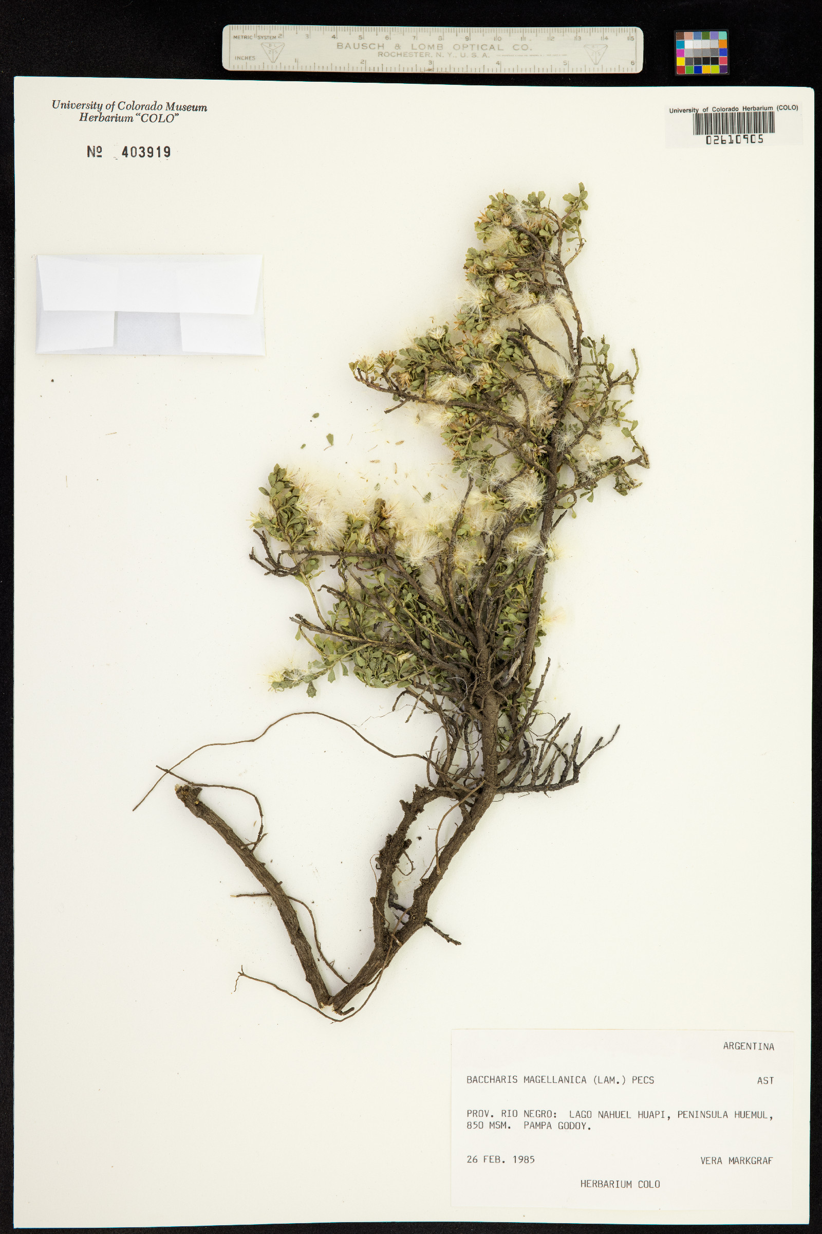 Baccharis magellanica image
