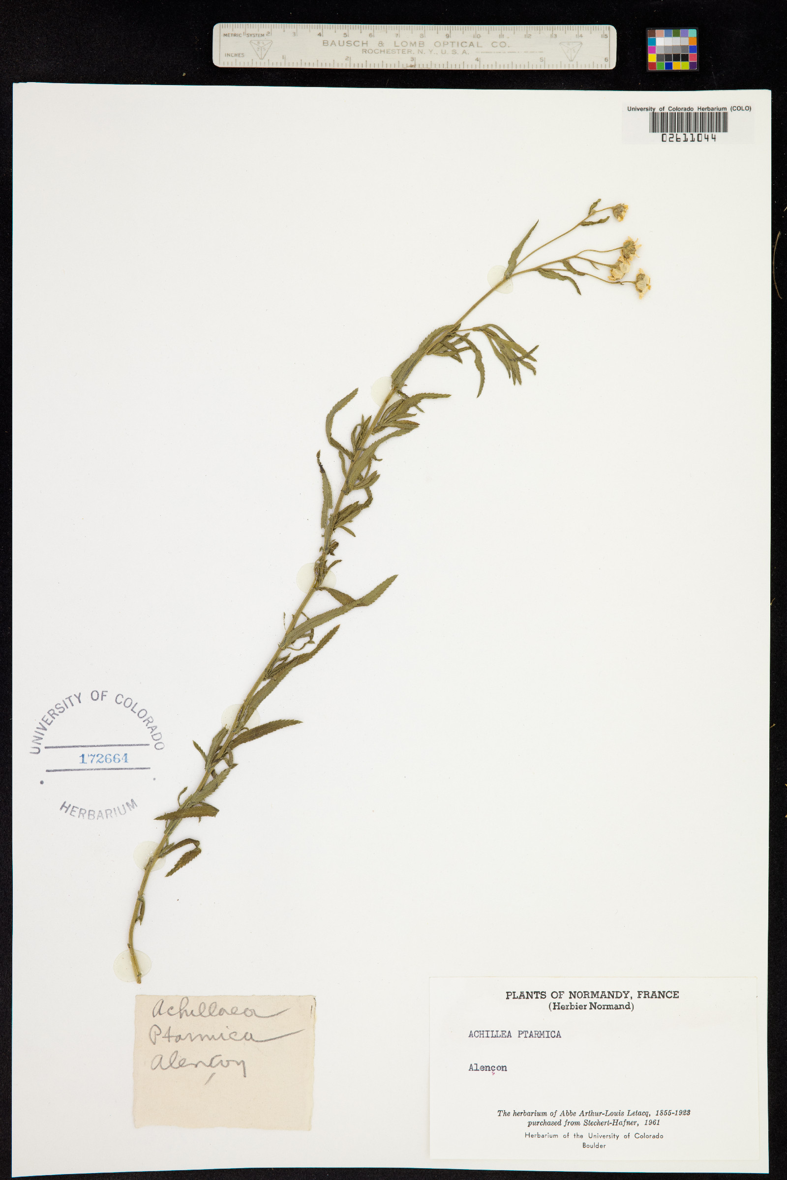 Achillea ptarmica image