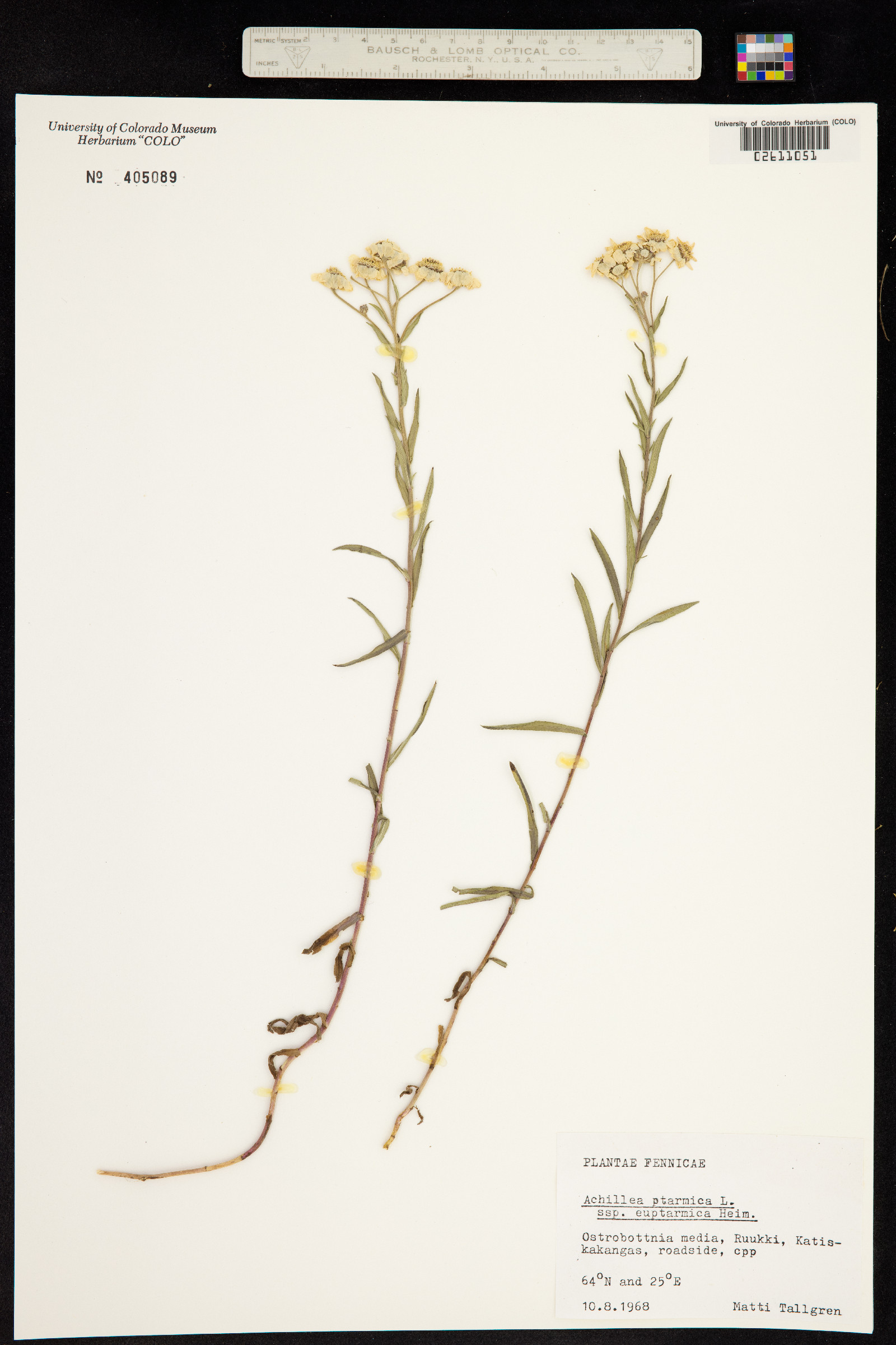 Achillea image