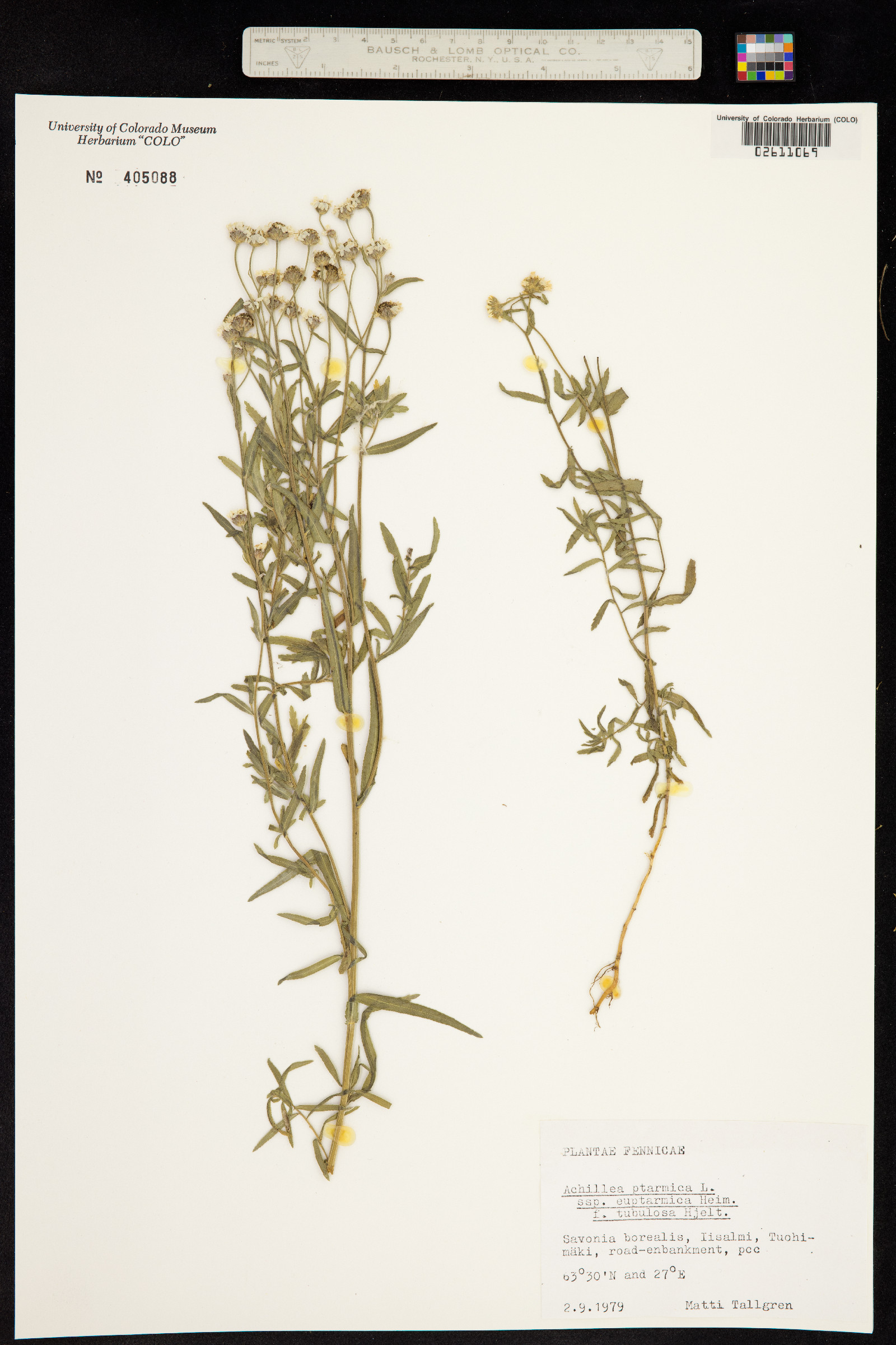 Achillea ptarmica image