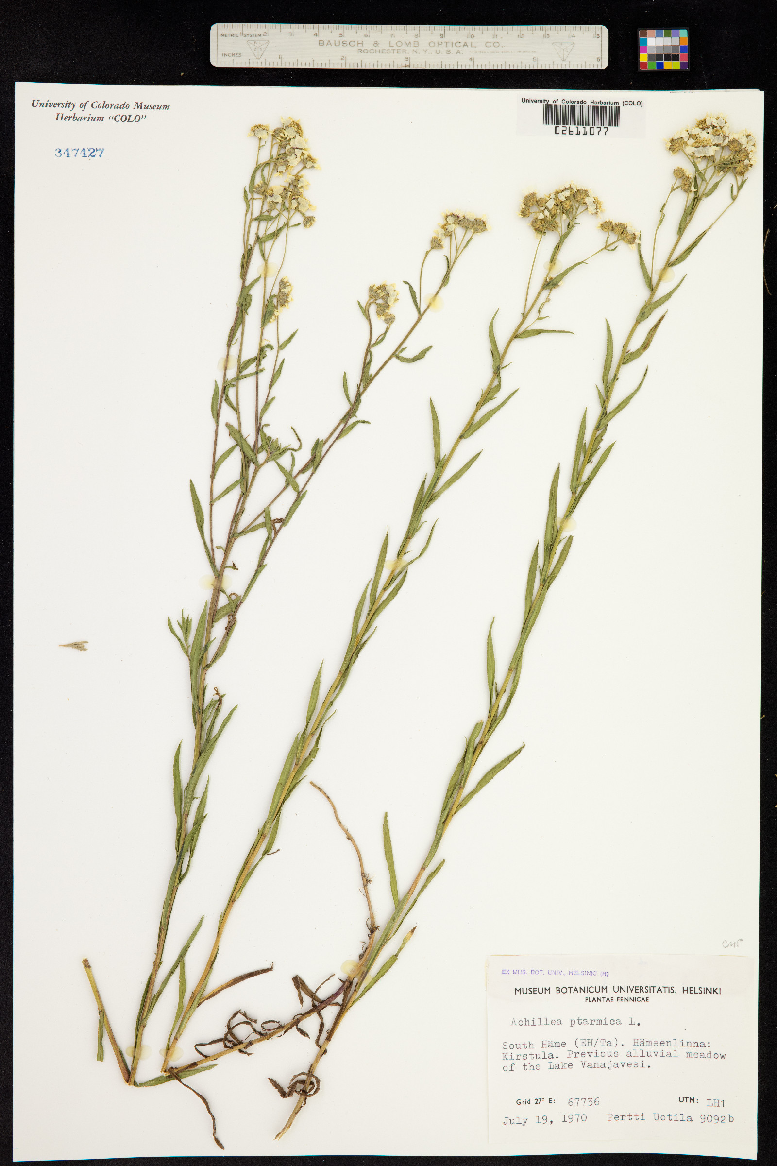 Achillea ptarmica image