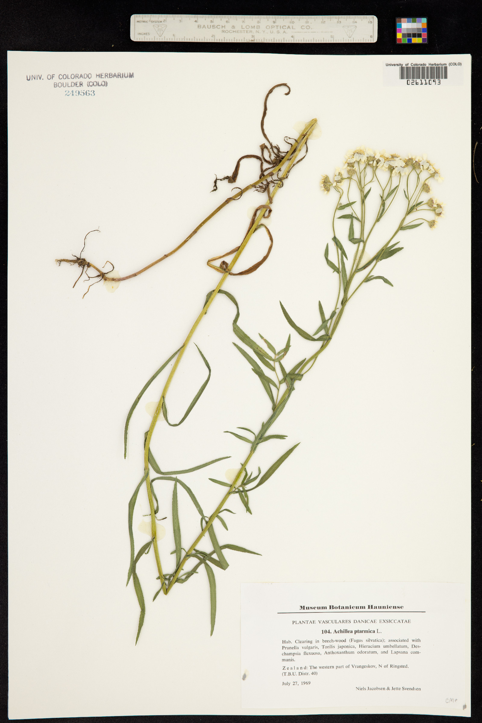 Achillea ptarmica image