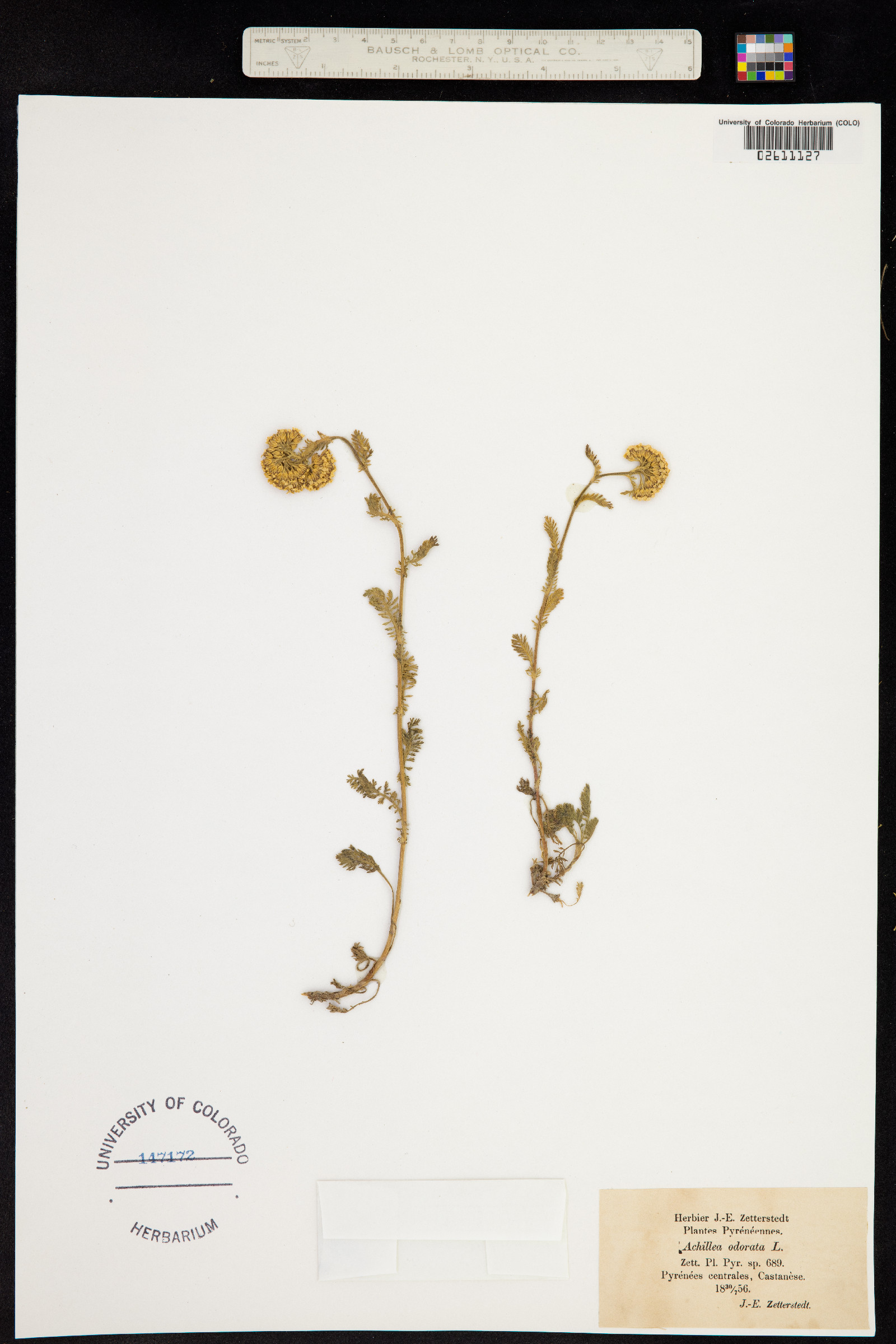 Achillea odorata image