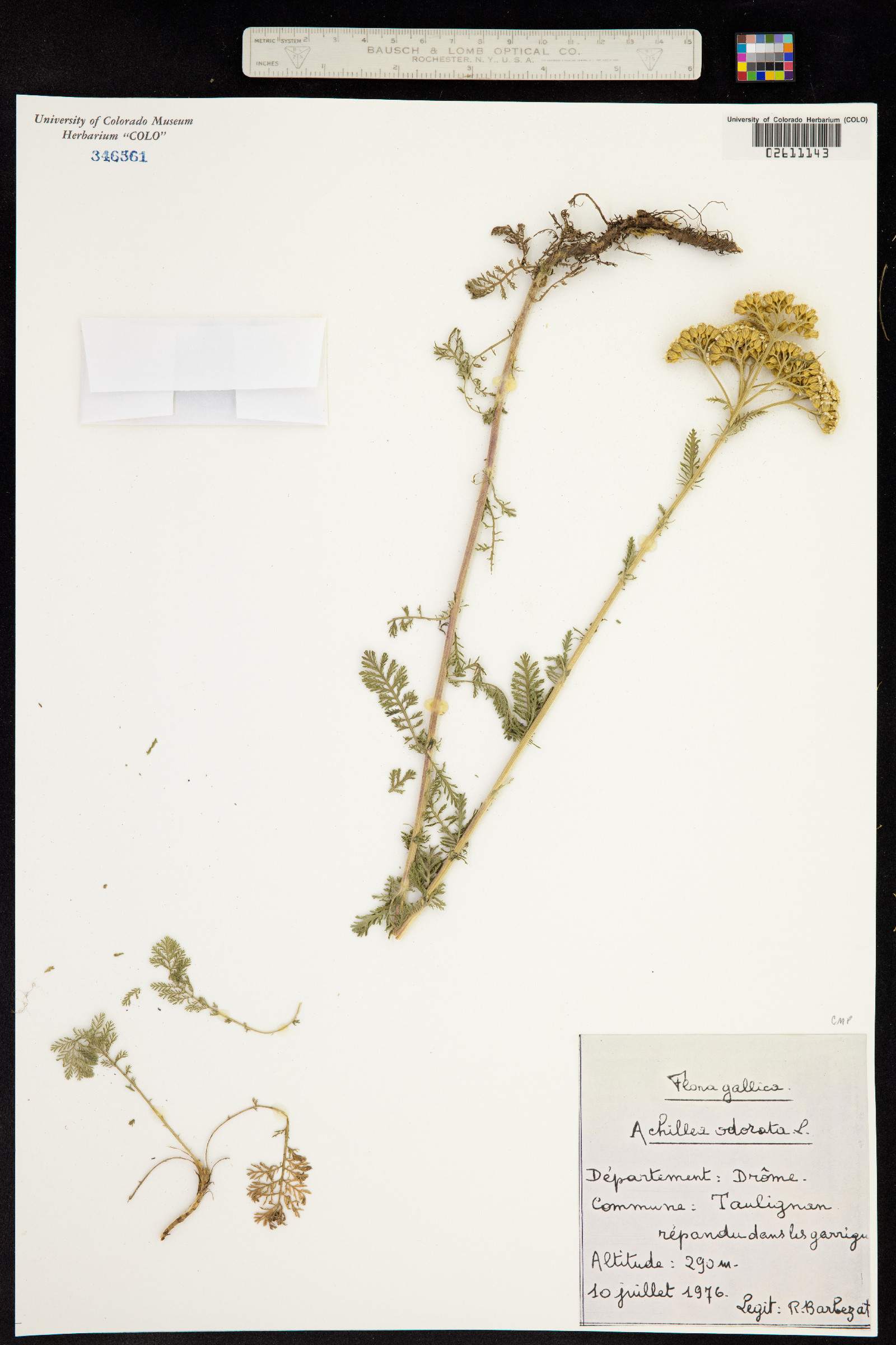 Achillea odorata image