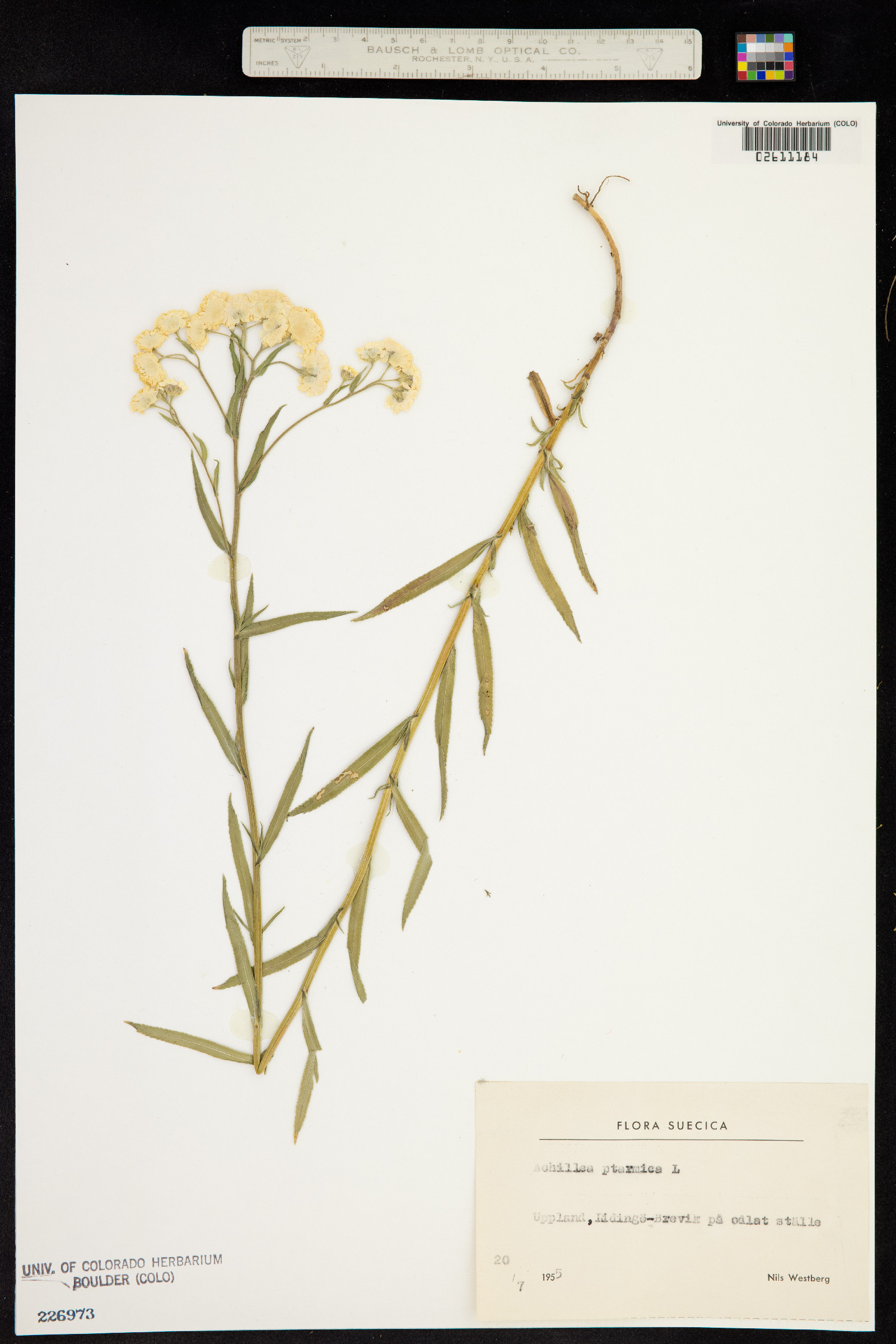 Achillea ptarmica image