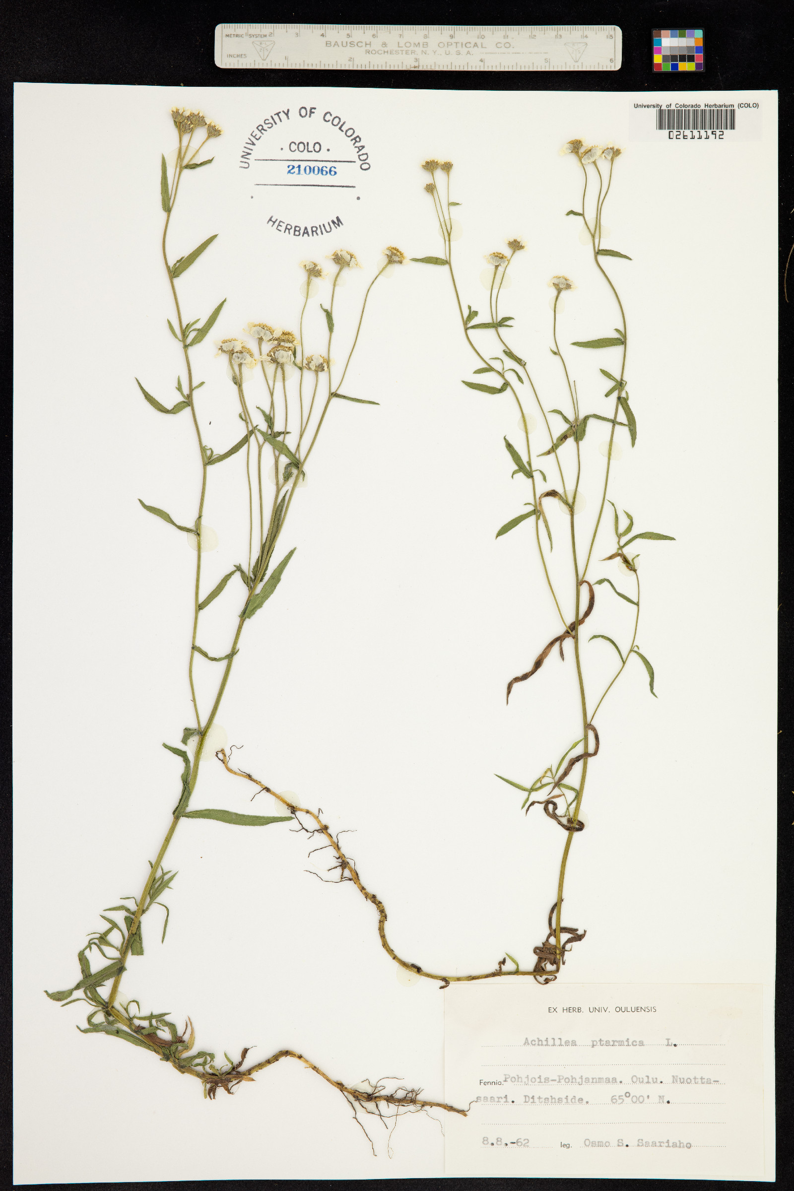 Achillea ptarmica image