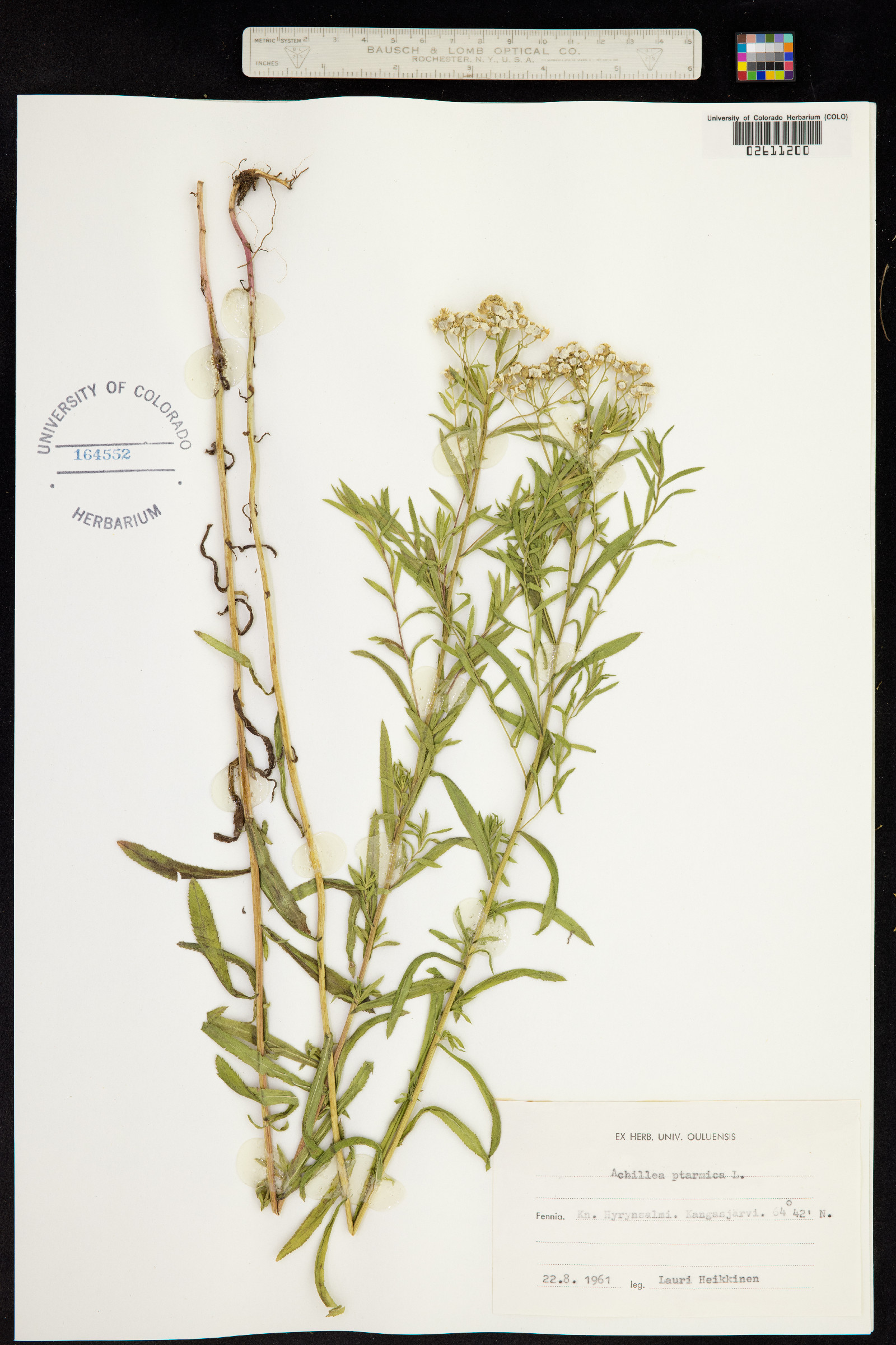 Achillea ptarmica image