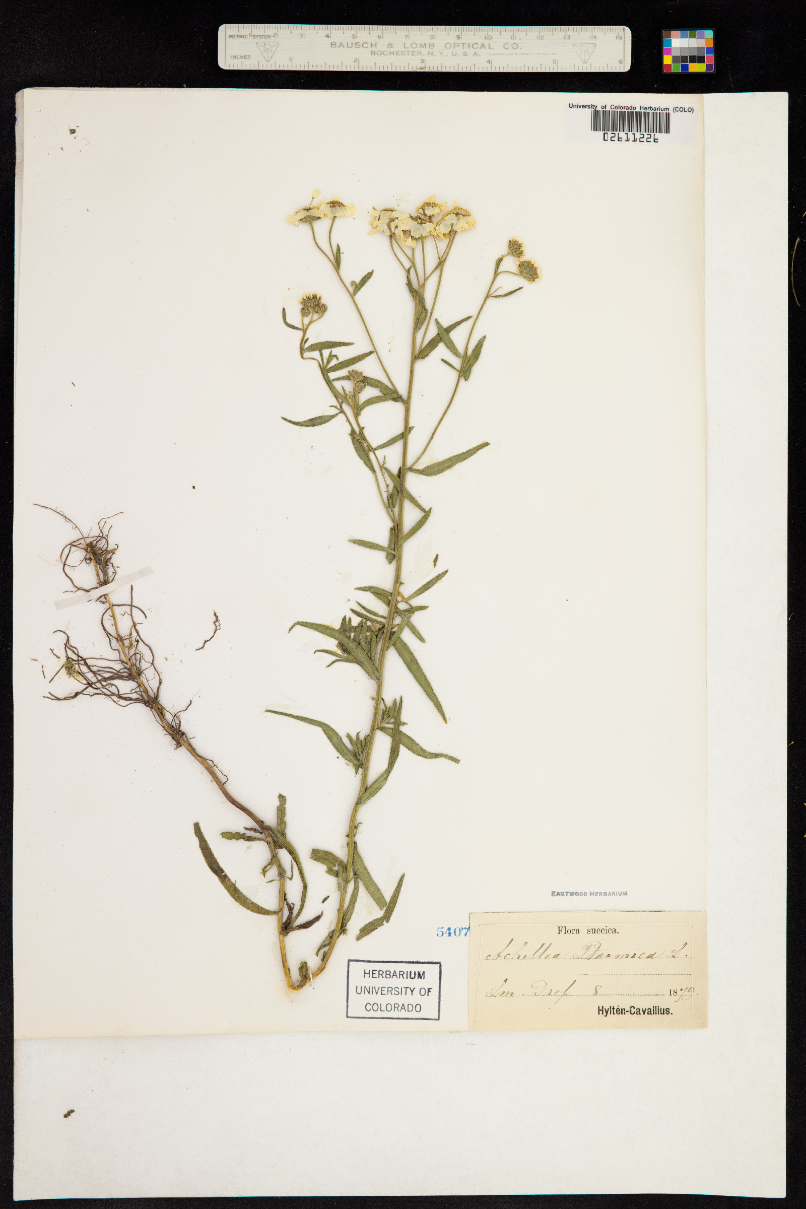 Achillea ptarmica image