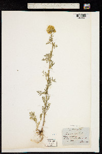 Achillea nobilis image