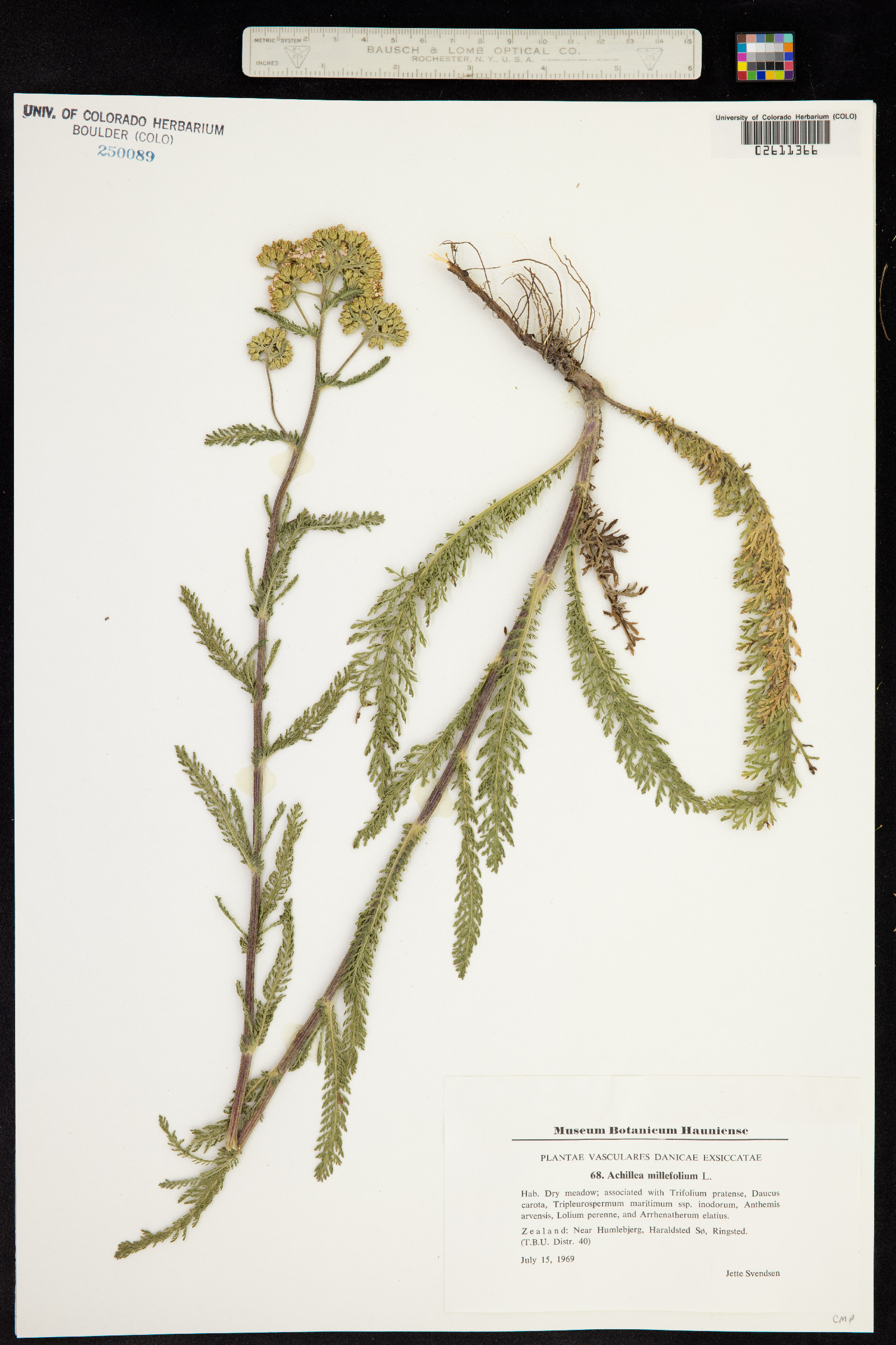 Achillea millefolium image