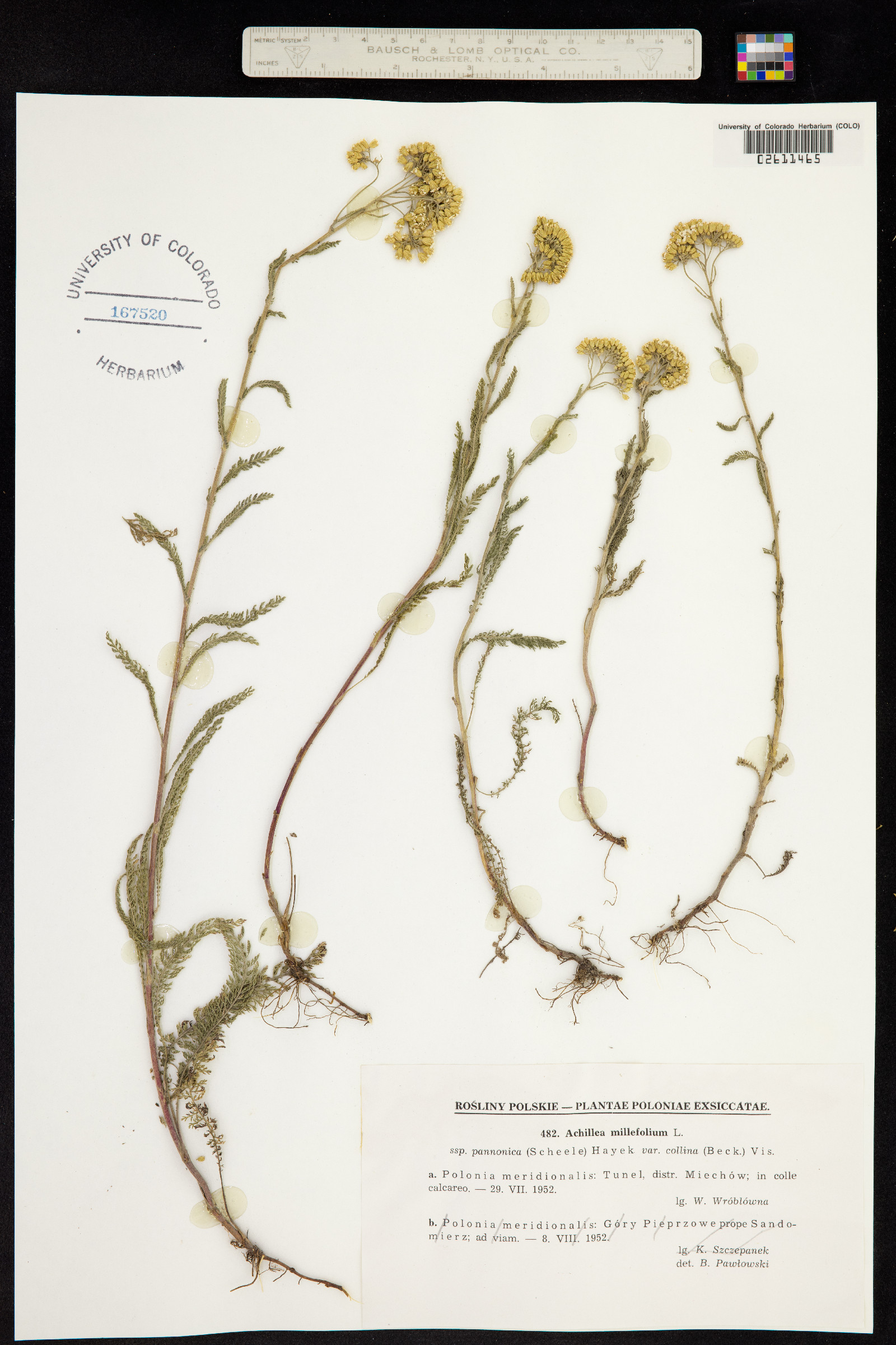Achillea millefolium image
