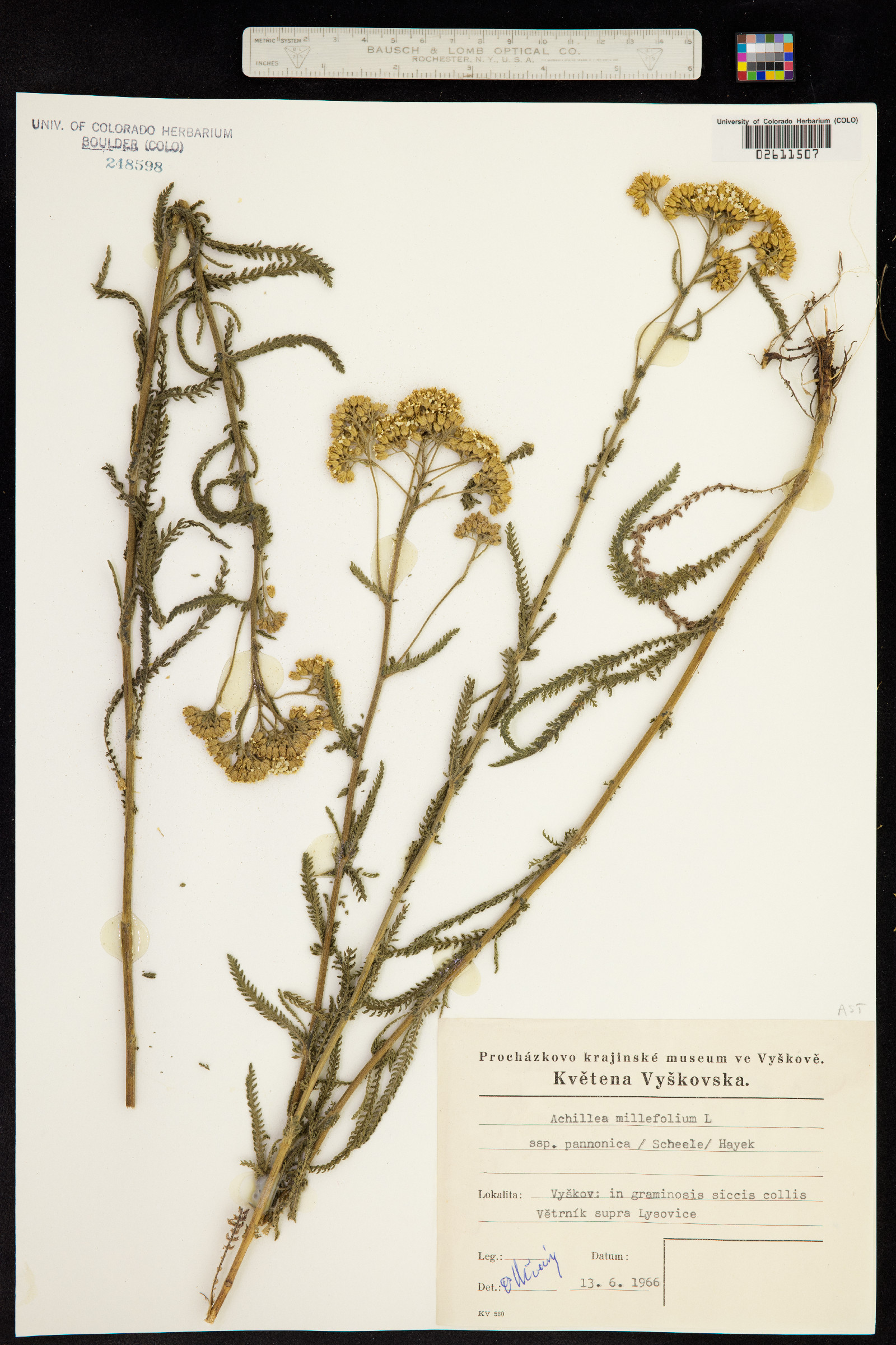 Achillea millefolium image