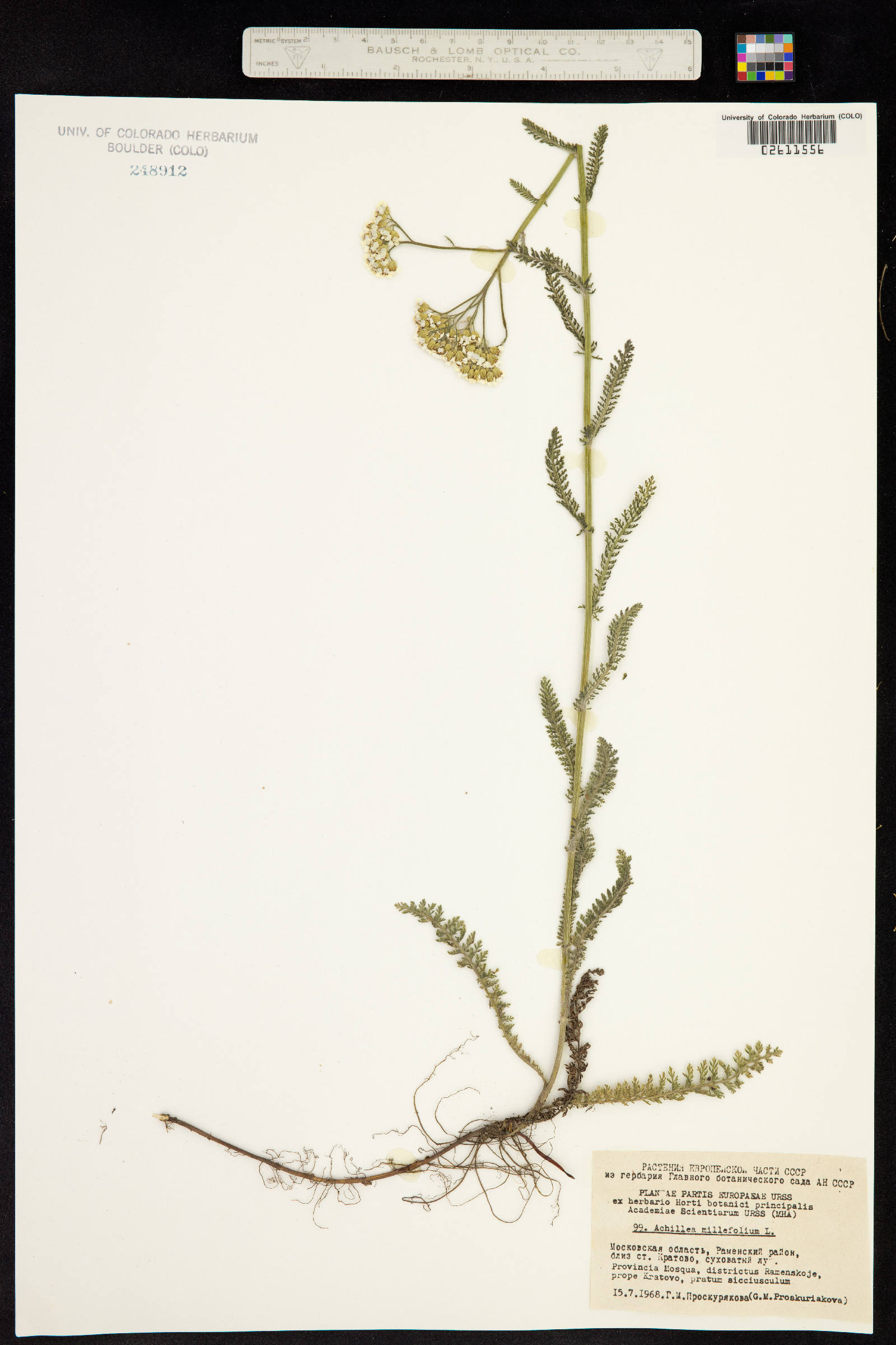 Achillea millefolium image