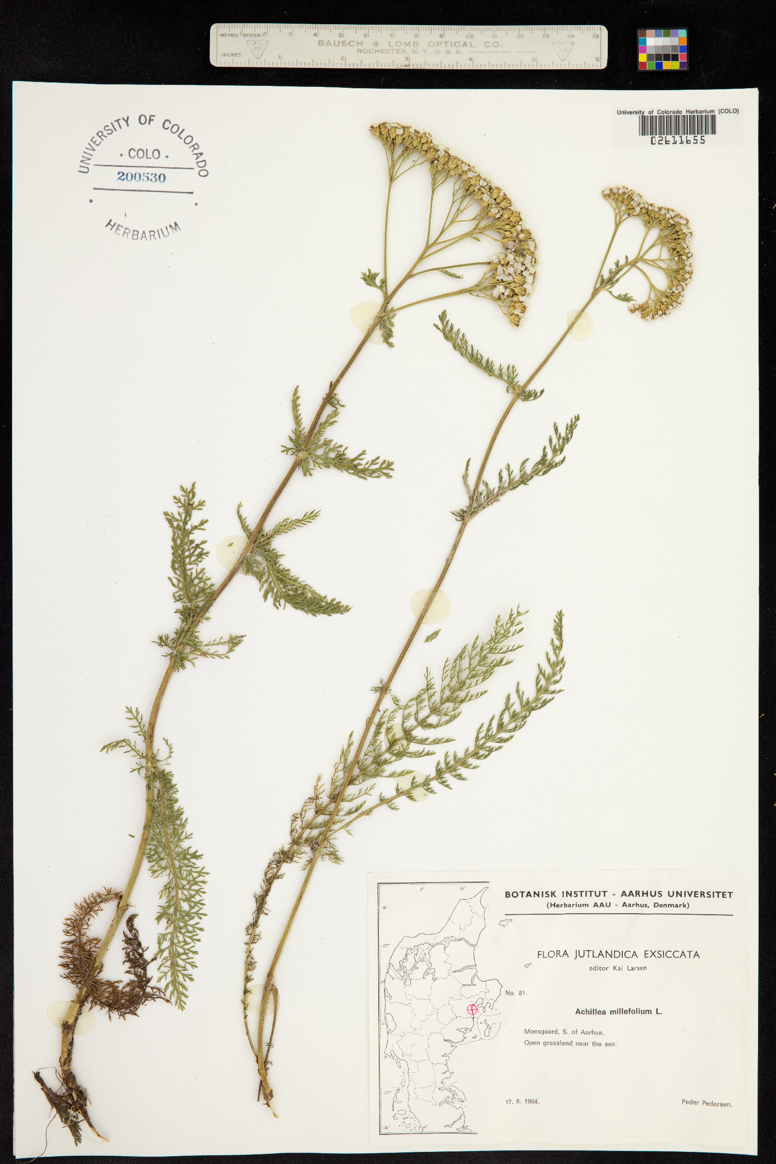 Achillea millefolium image