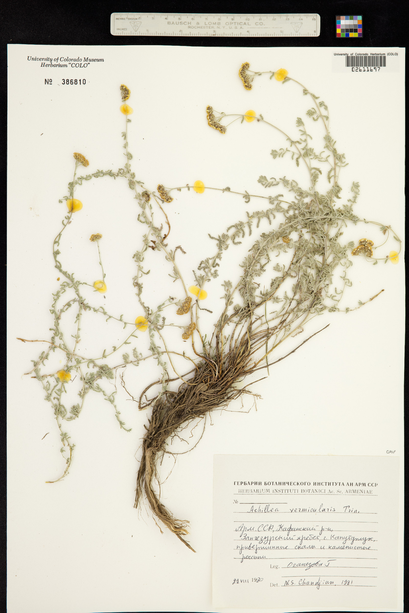 Achillea vermicularis image