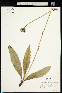 Trommsdorffia maculata subsp. maculata image