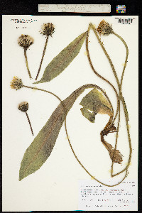 Trommsdorffia maculata subsp. maculata image