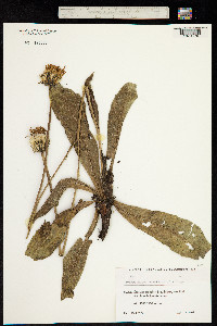 Trommsdorffia maculata subsp. maculata image