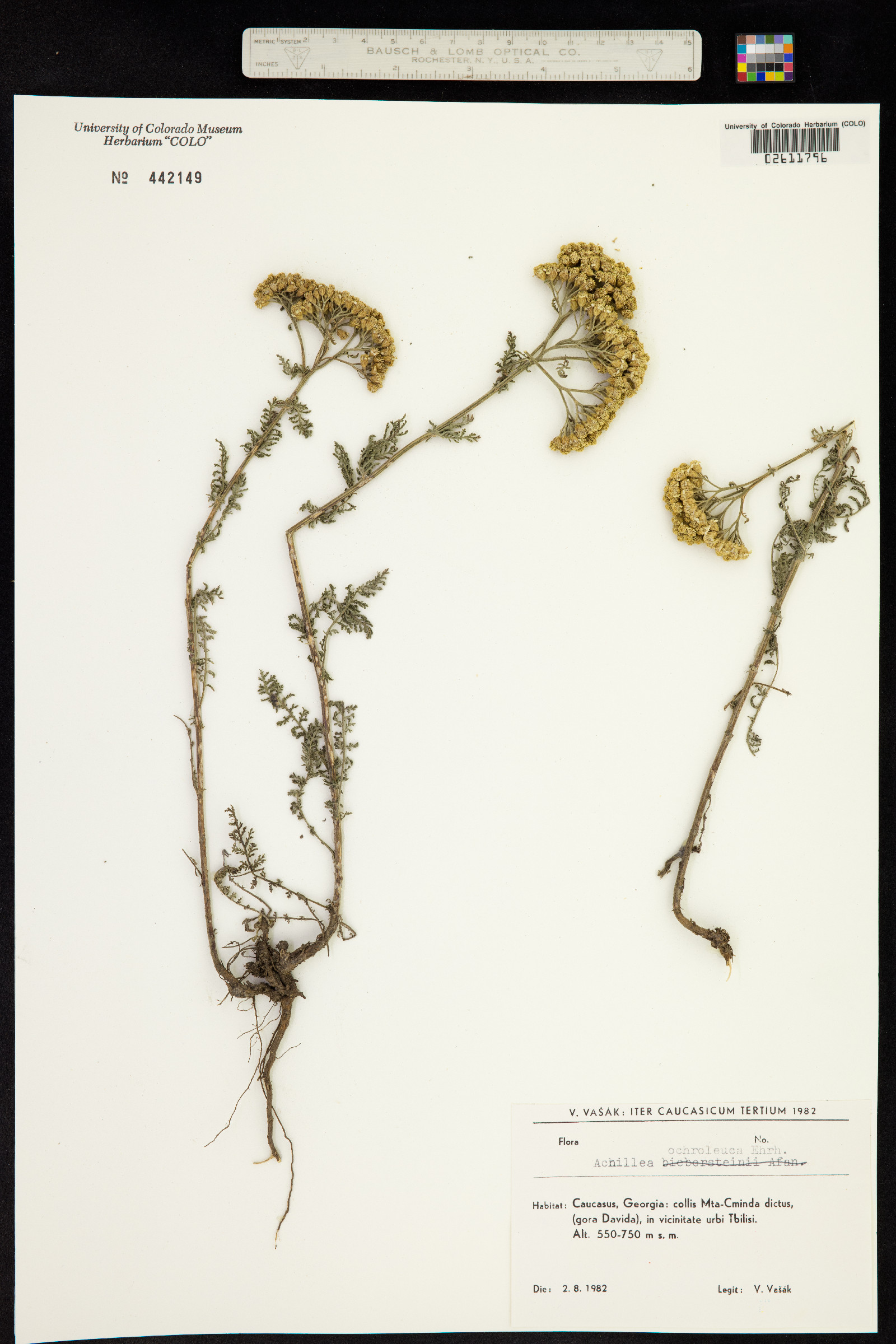 Achillea ochroleuca image