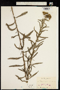 Achillea ptarmicoides image