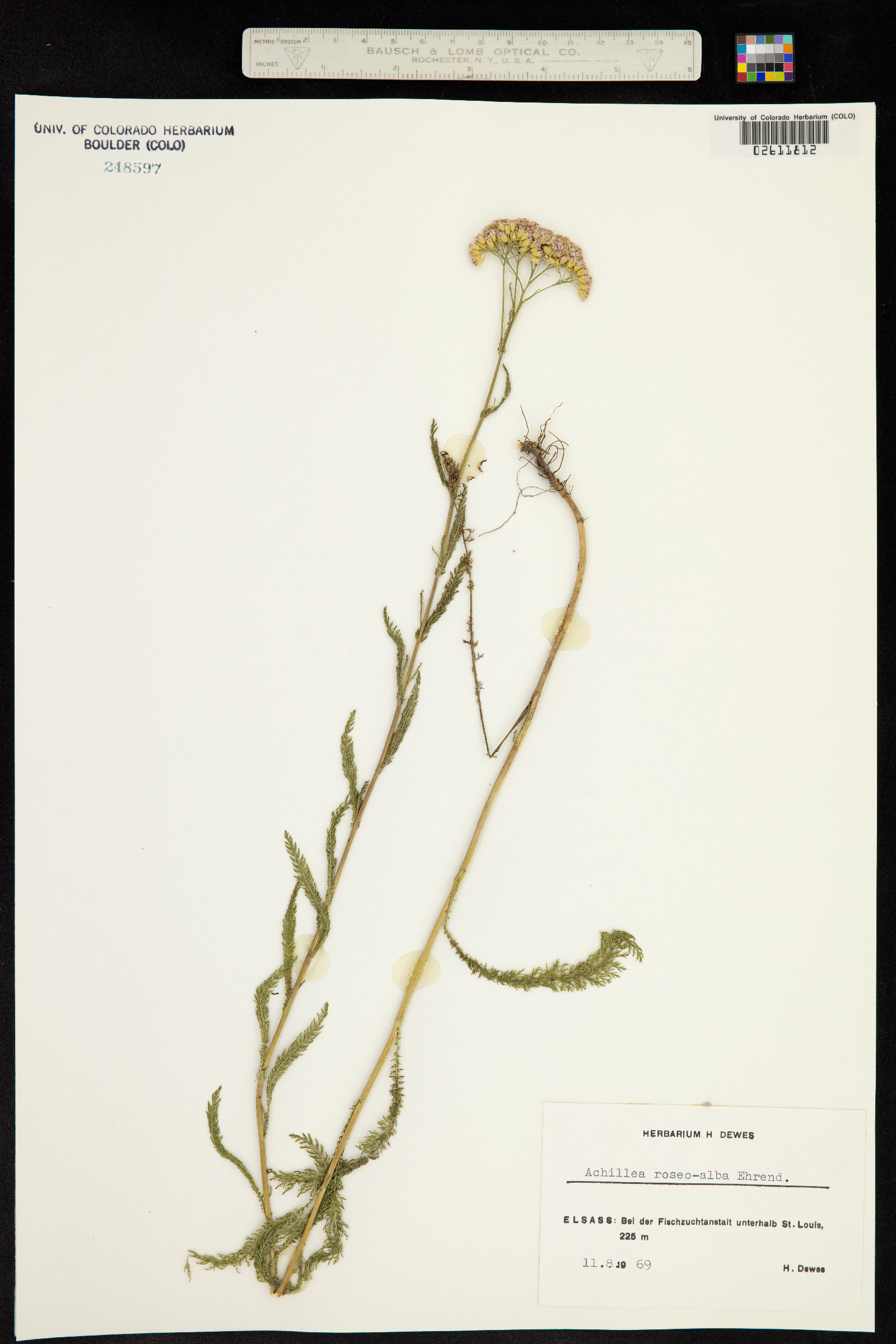 Achillea roseo-alba image