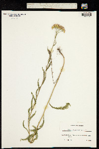 Image of Achillea roseo-alba