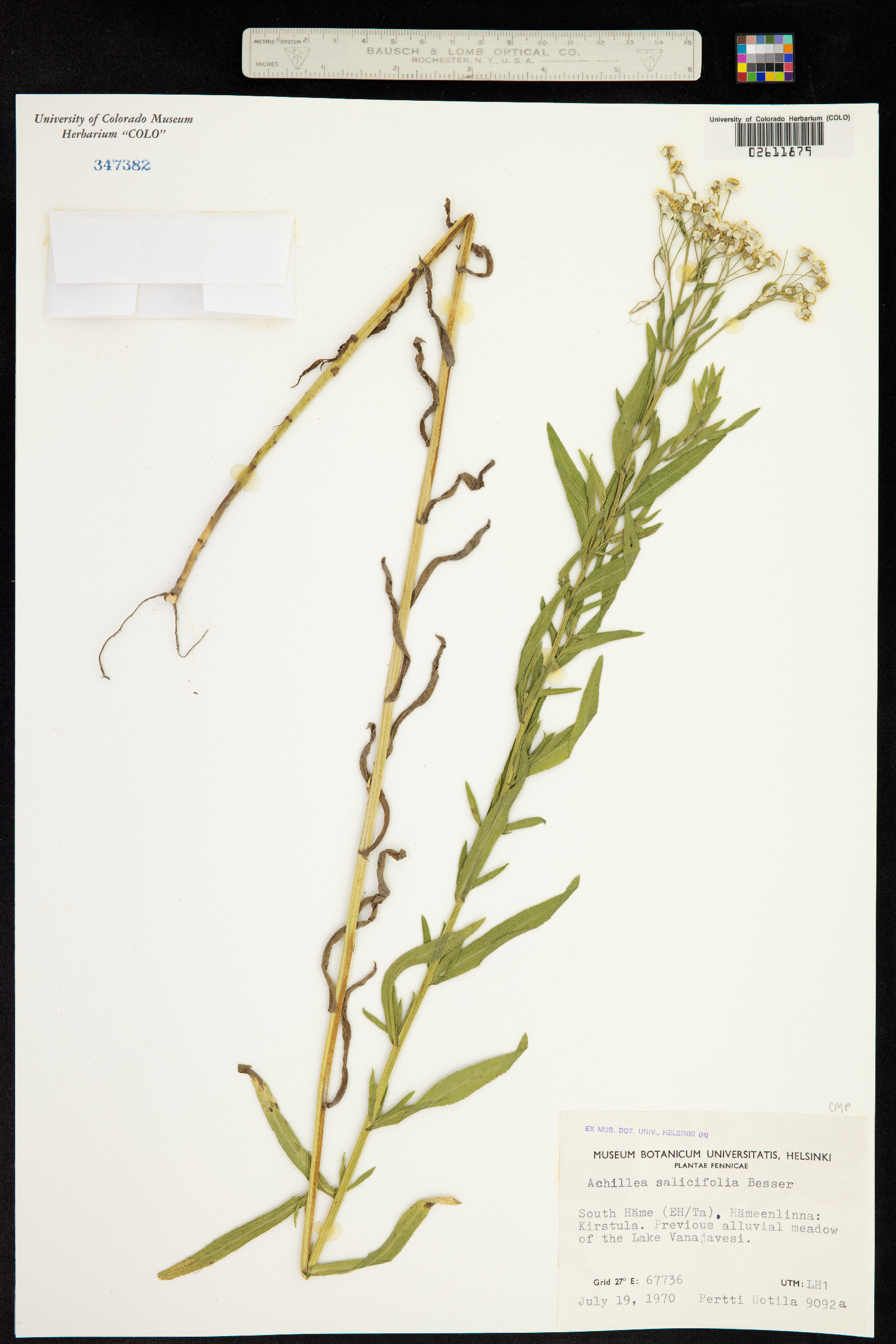 Achillea salicifolia image