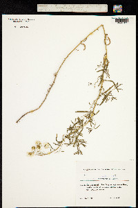 Image of Achillea ptarmicifolia