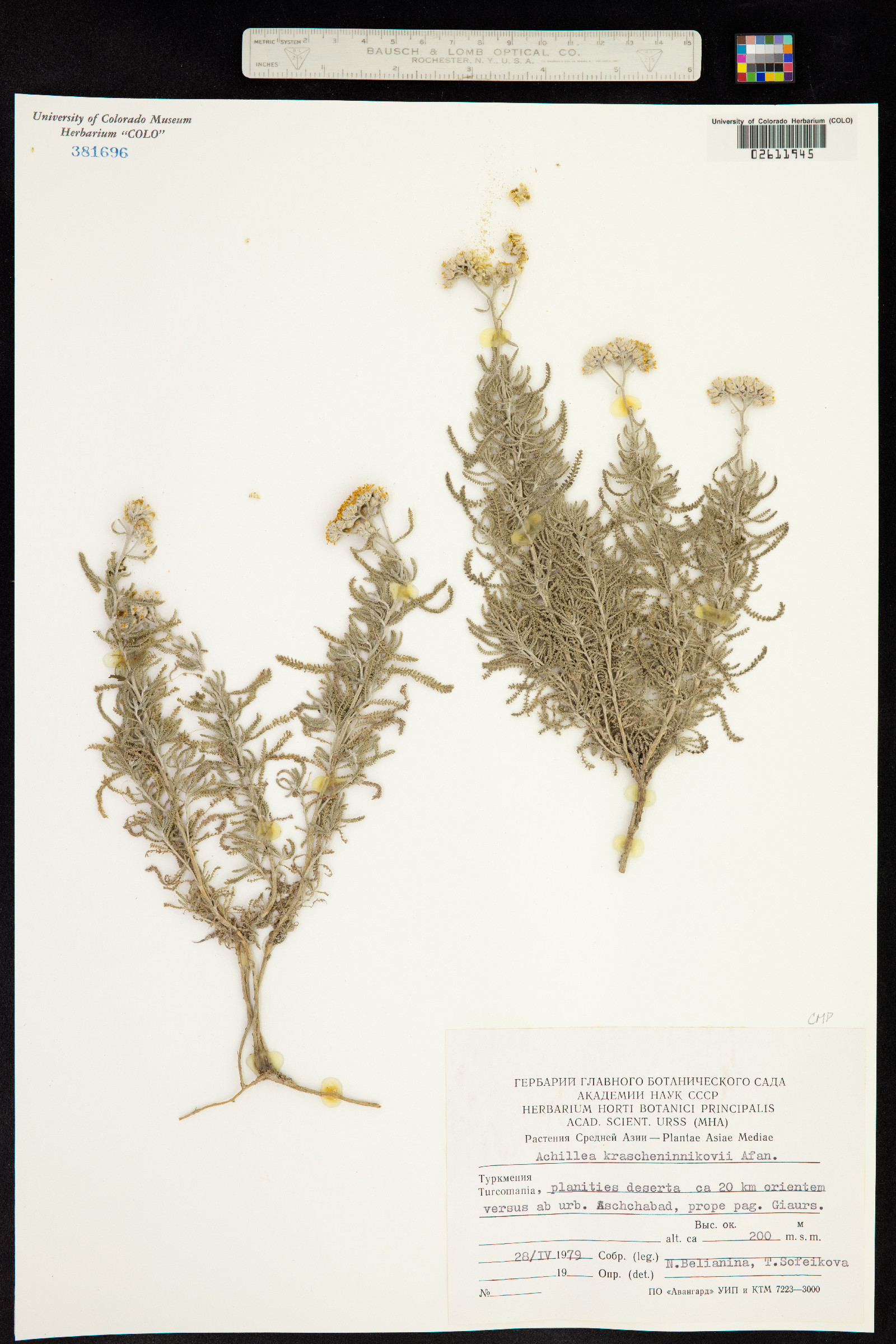 Achillea wilhelmsii image