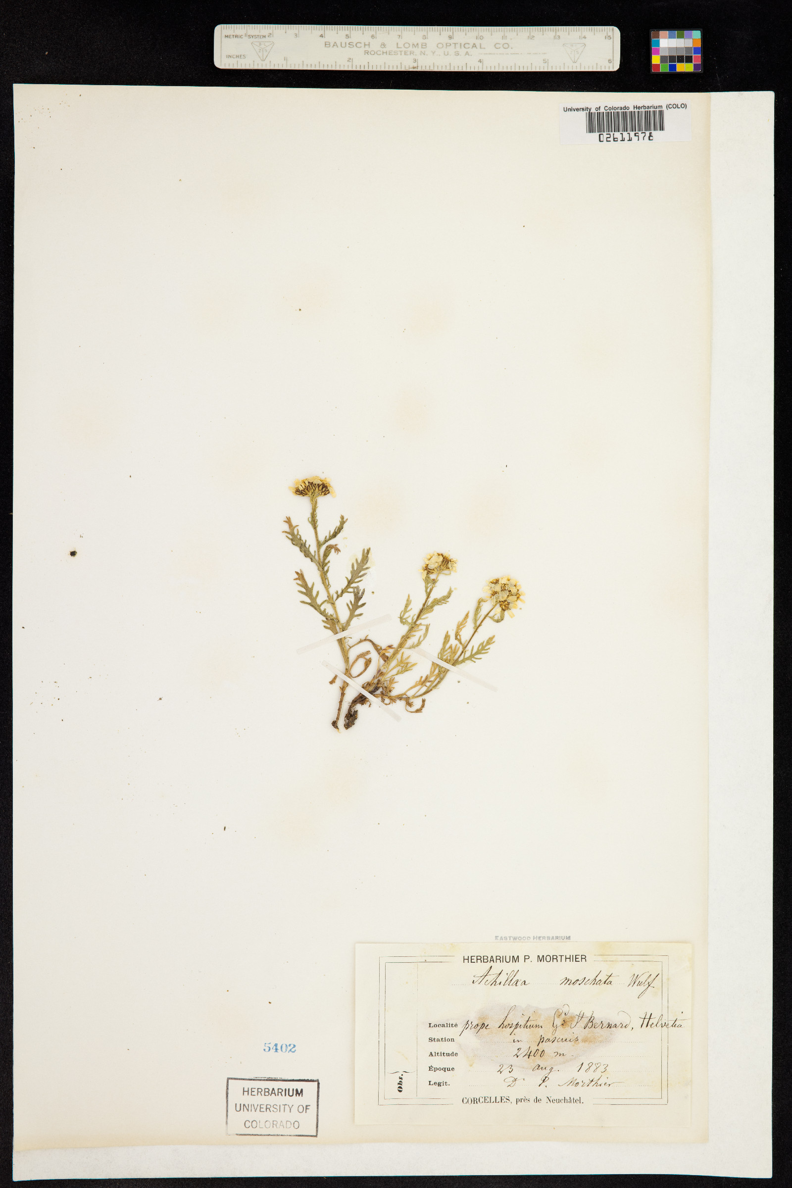 Achillea moschata image