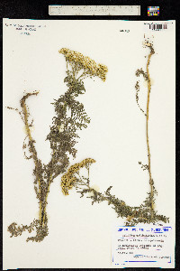 Achillea crithmifolia image