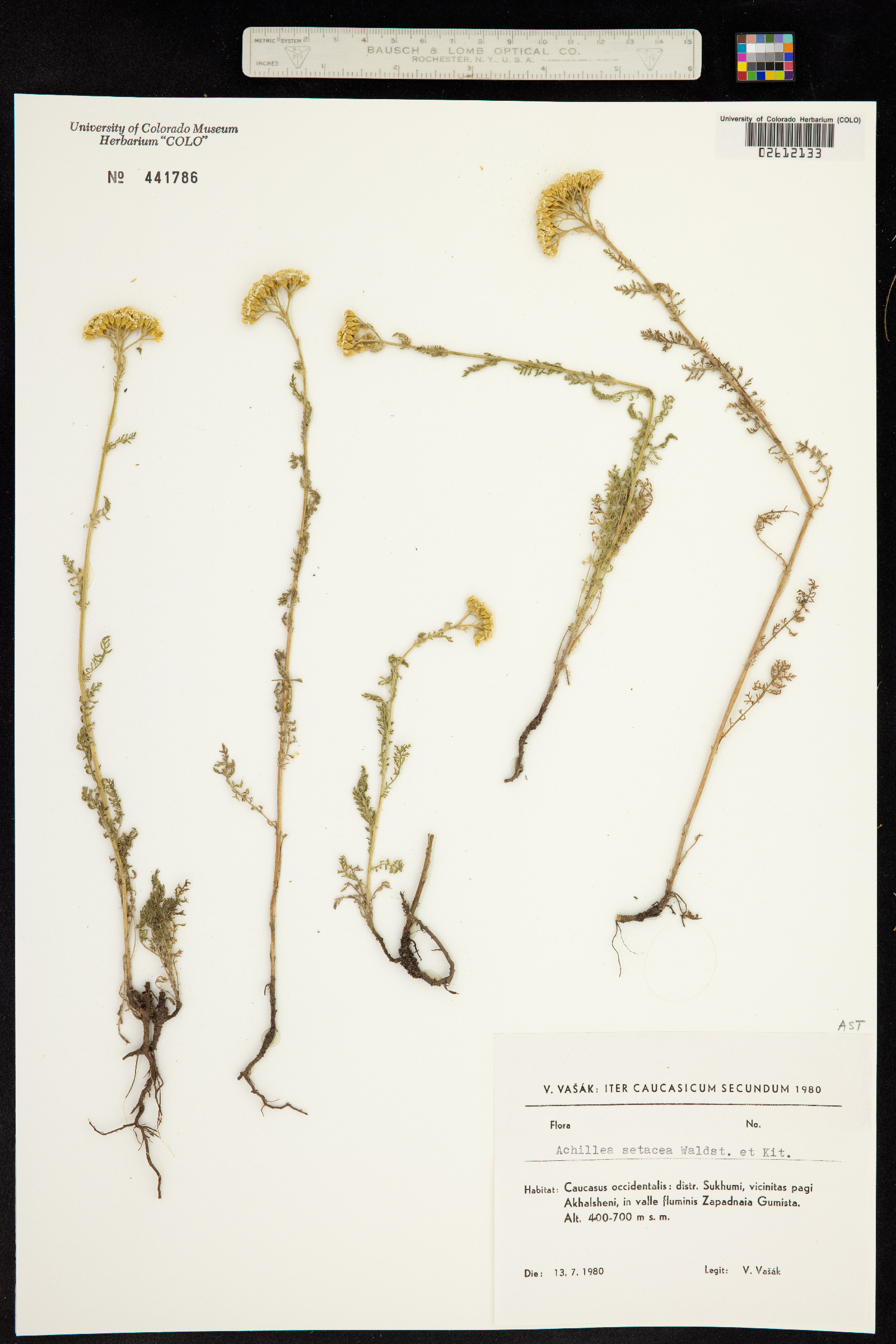 Achillea setacea image