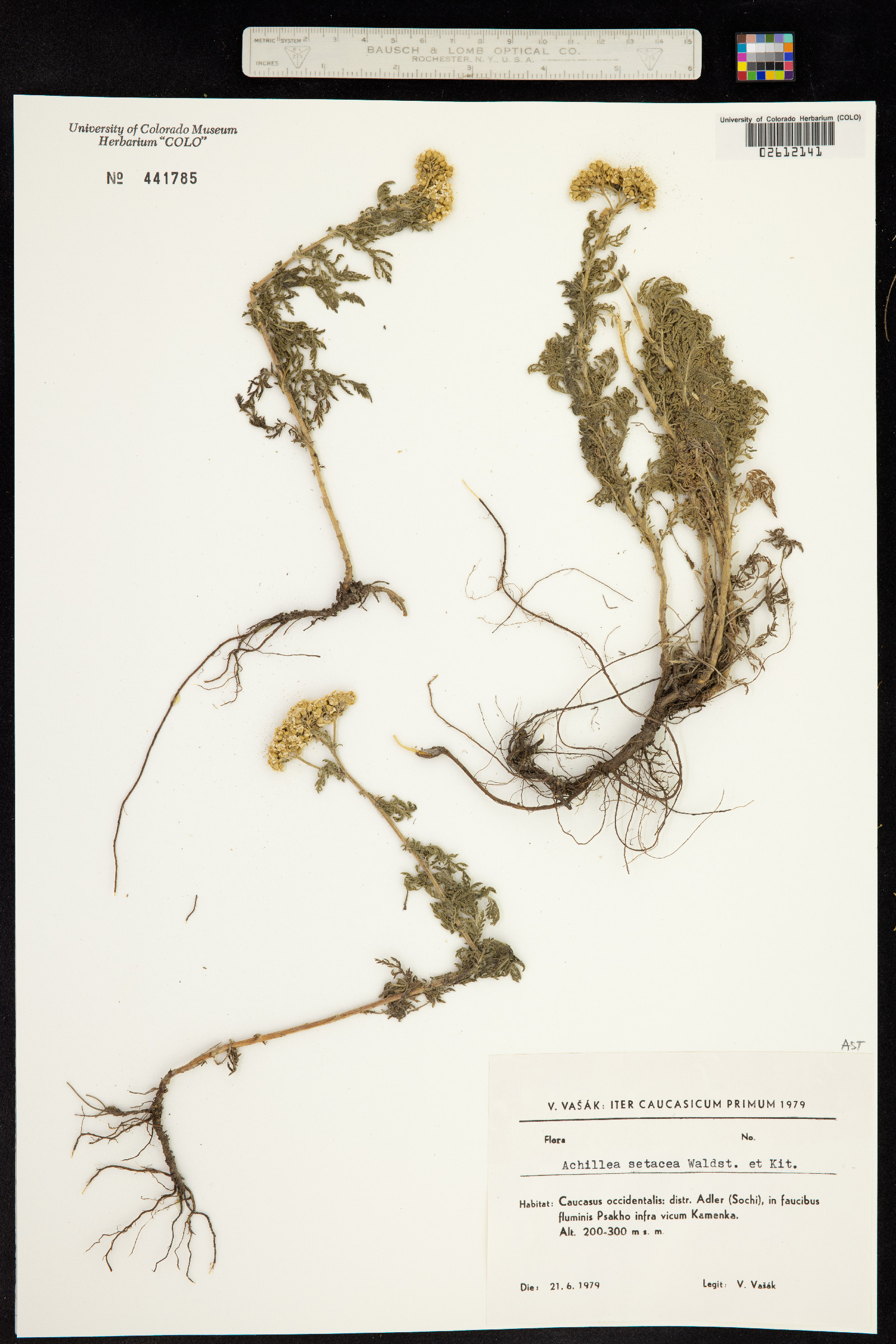 Achillea setacea image