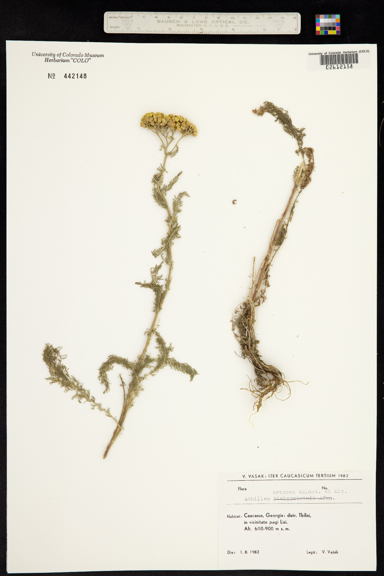 Achillea setacea image
