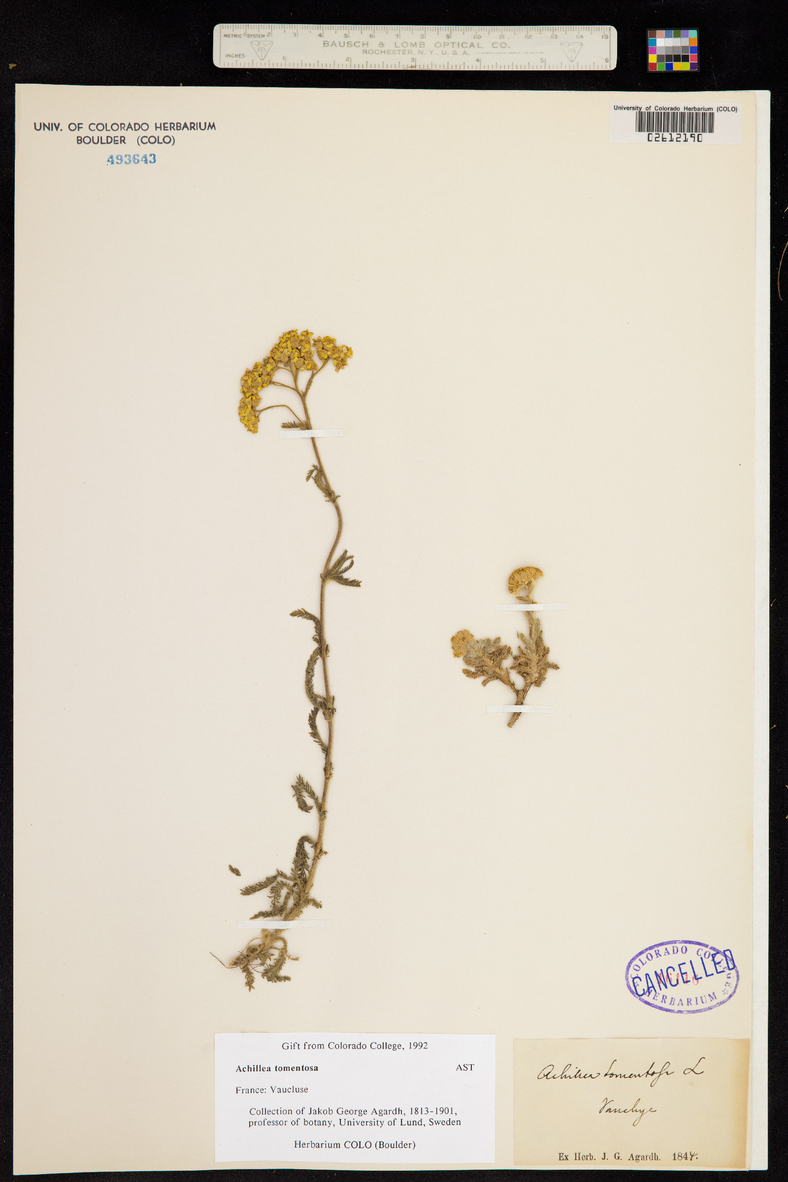 Achillea millefolium image