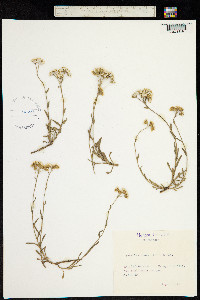 Image of Achillea ageratifolia