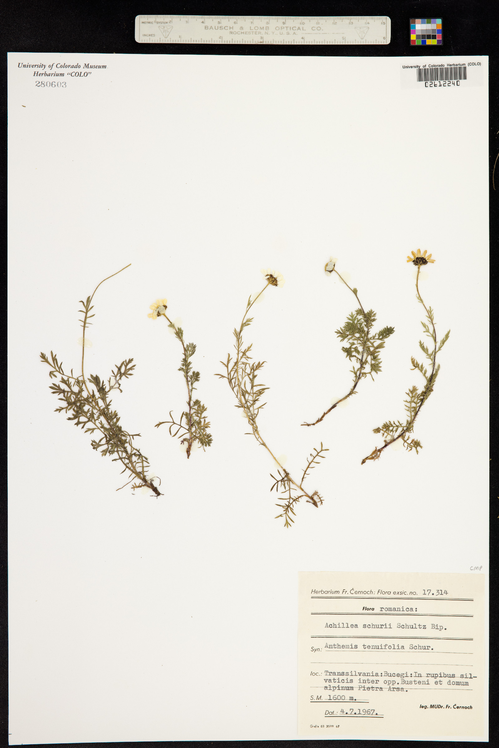 Achillea oxyloba subsp. schurii image