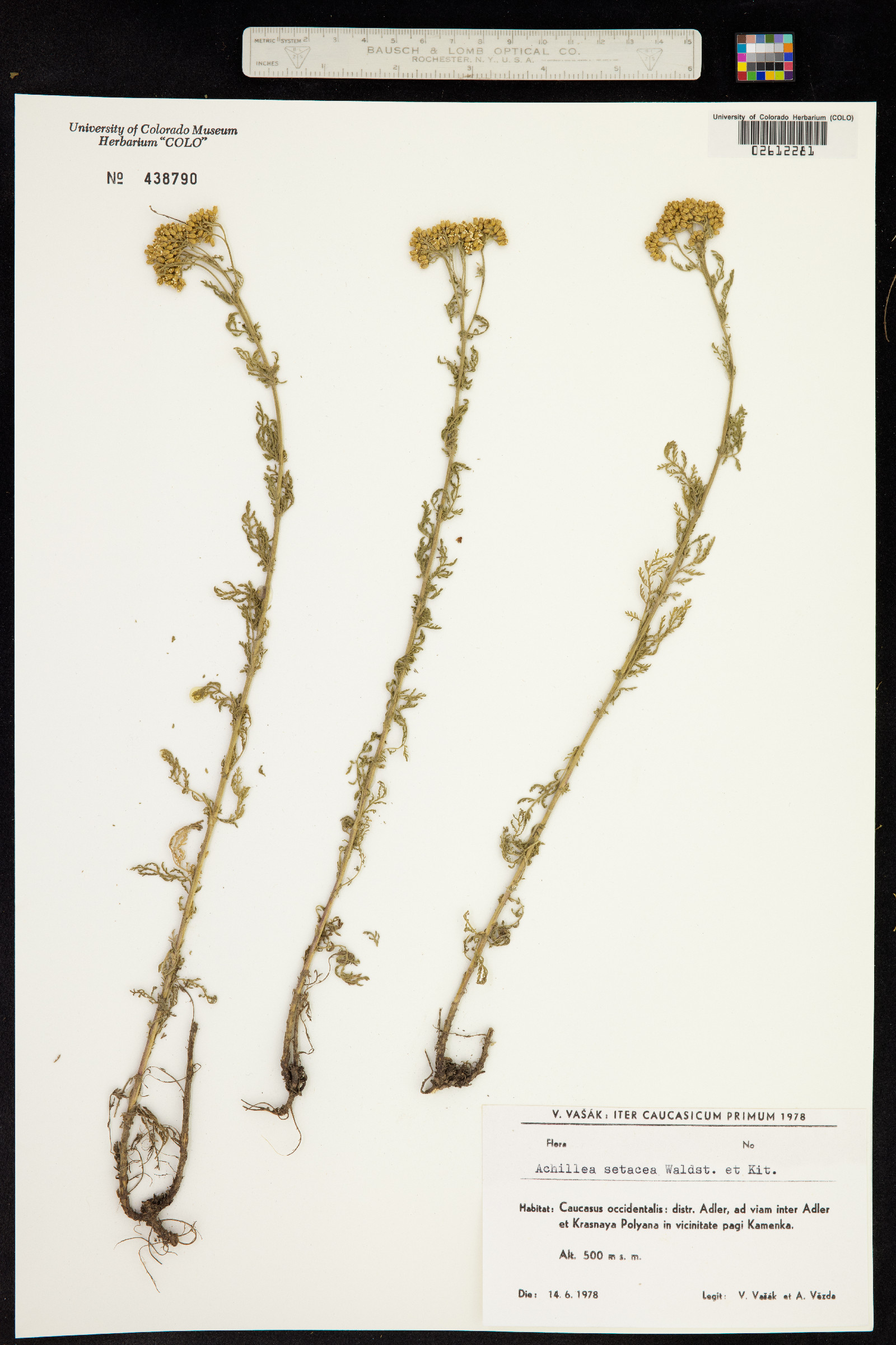 Achillea setacea image