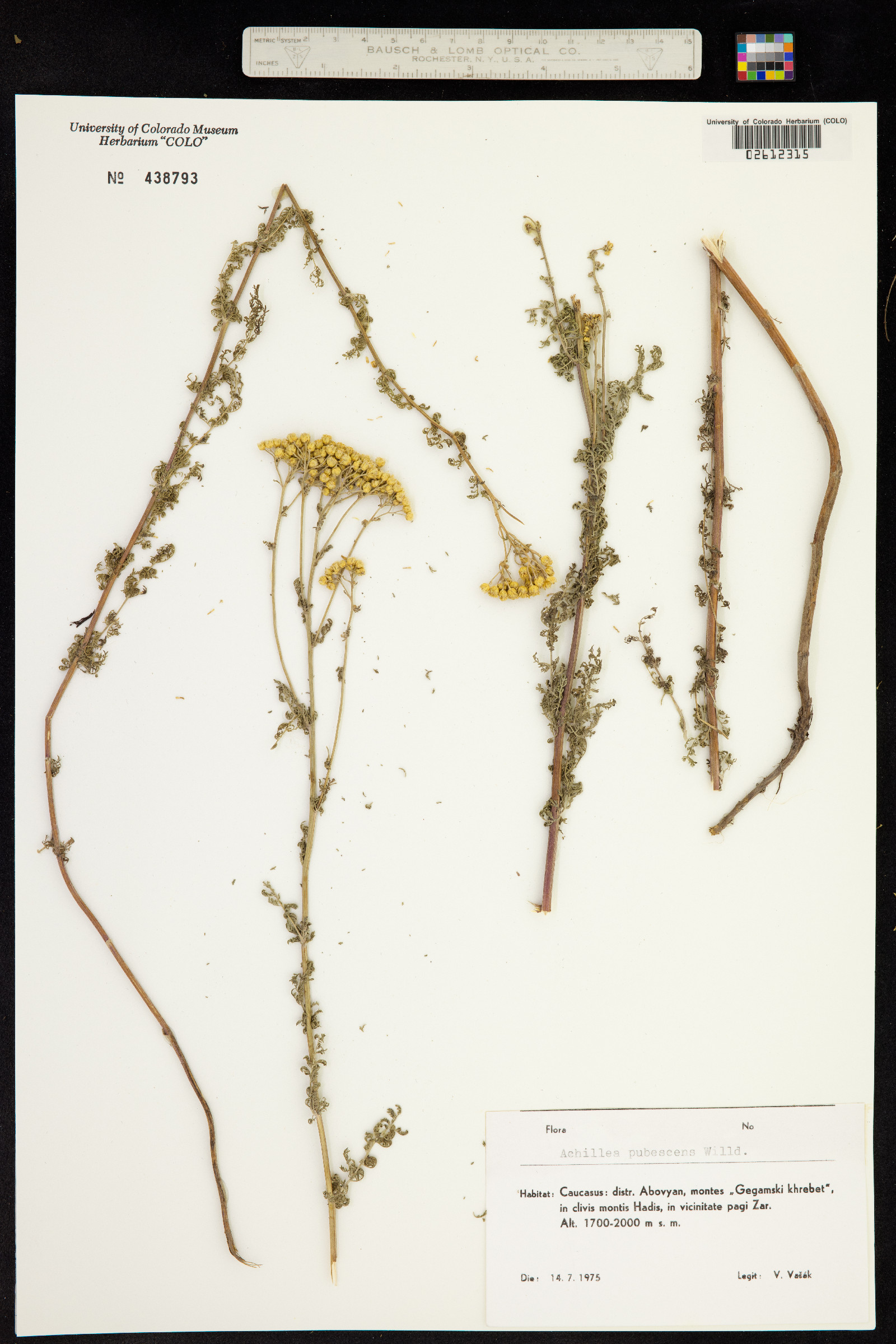 Achillea setacea image