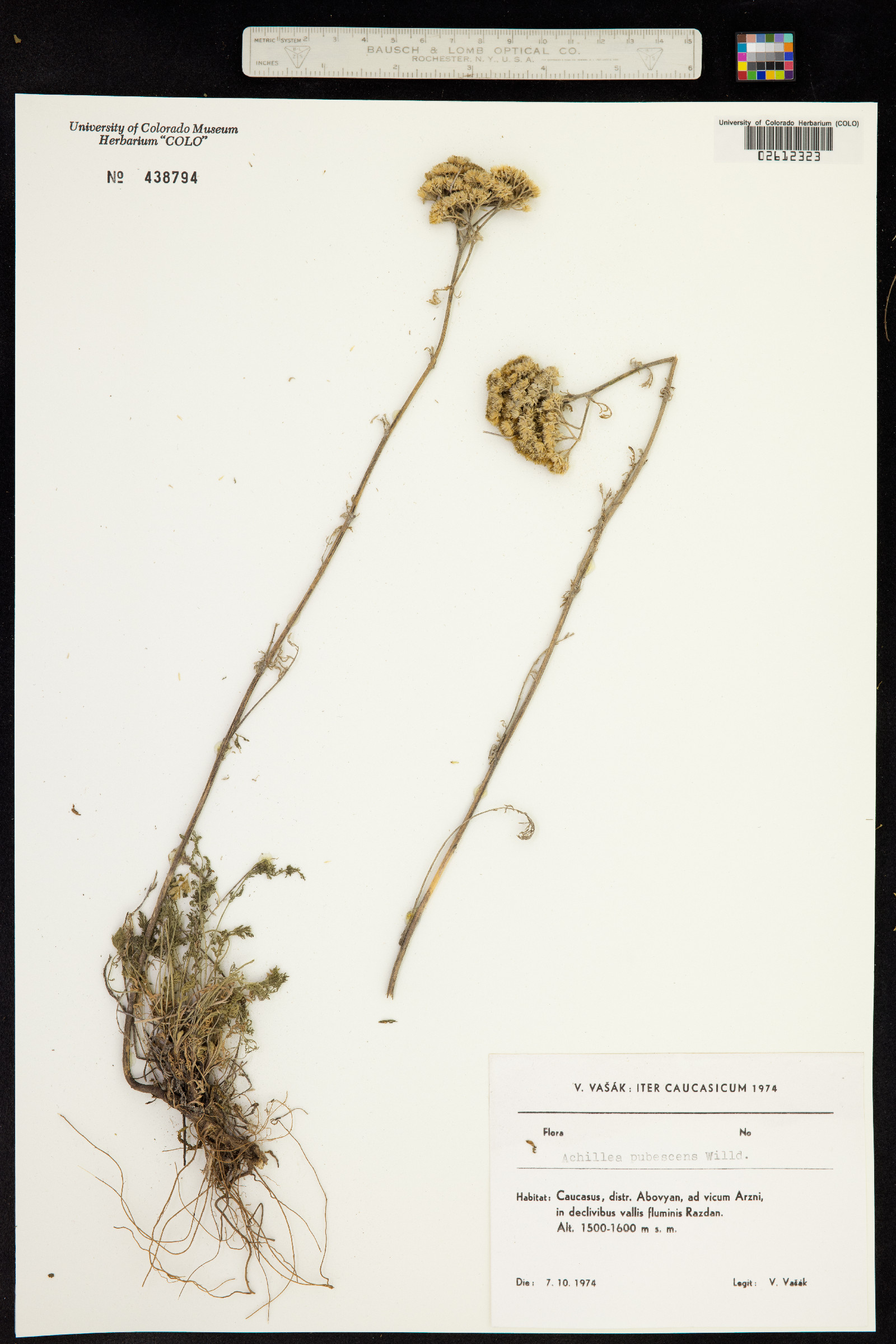 Achillea setacea image