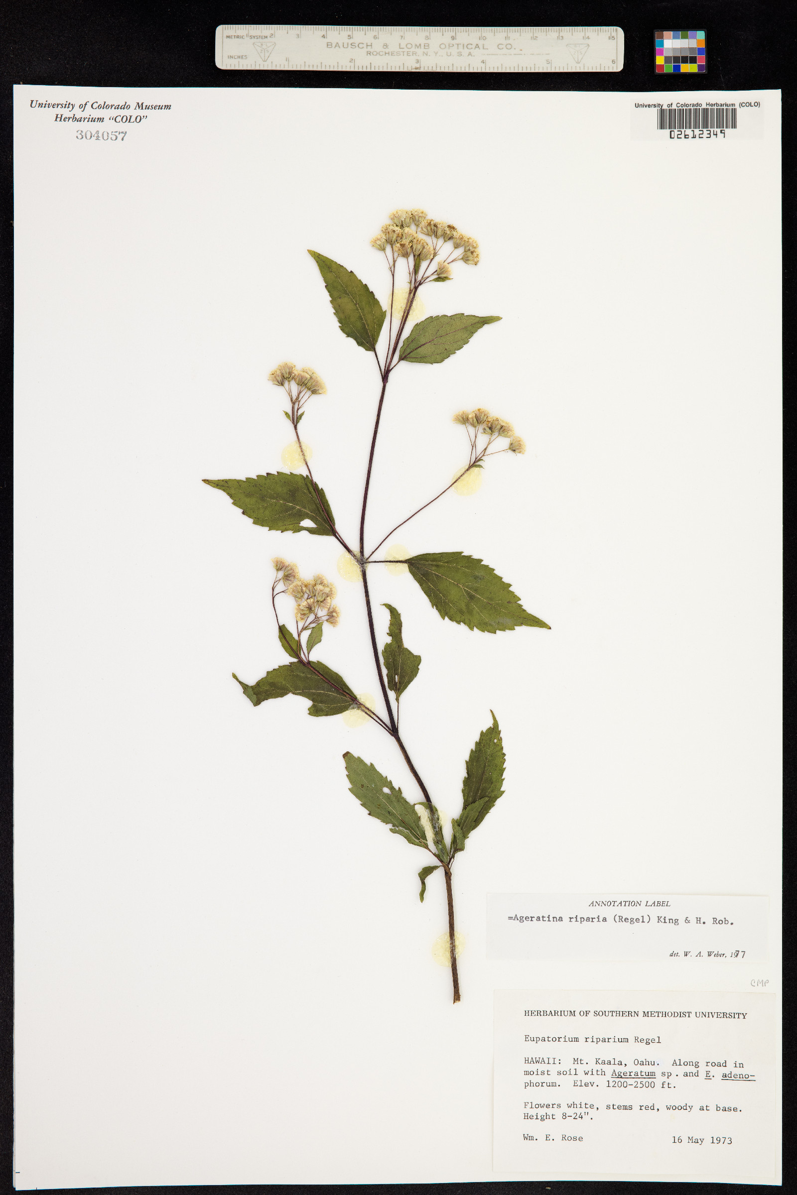 Ageratina riparia image