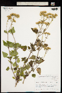 Ageratina glechonophylla image