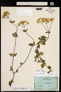 Ageratina glechonophylla image