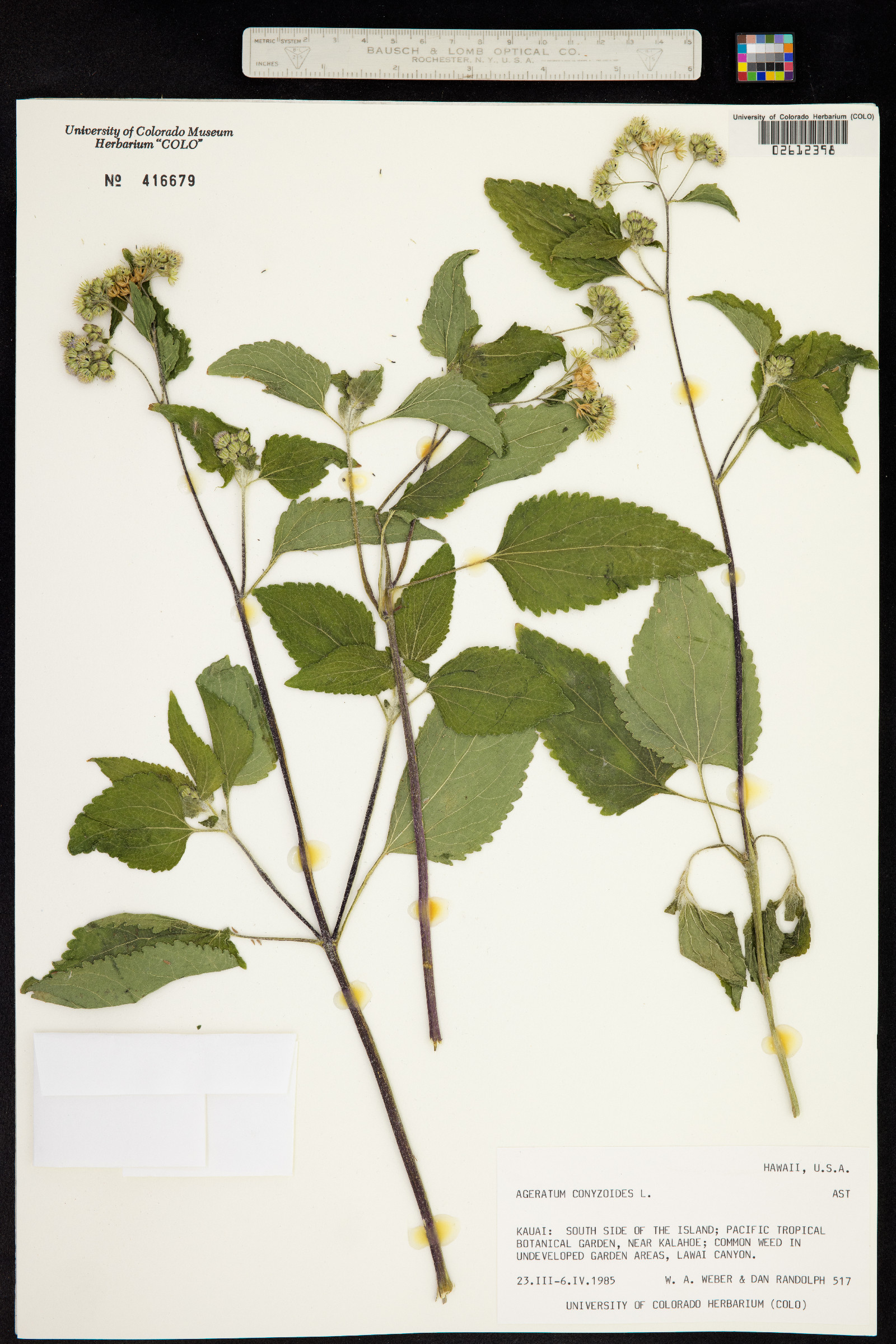 Ageratum image