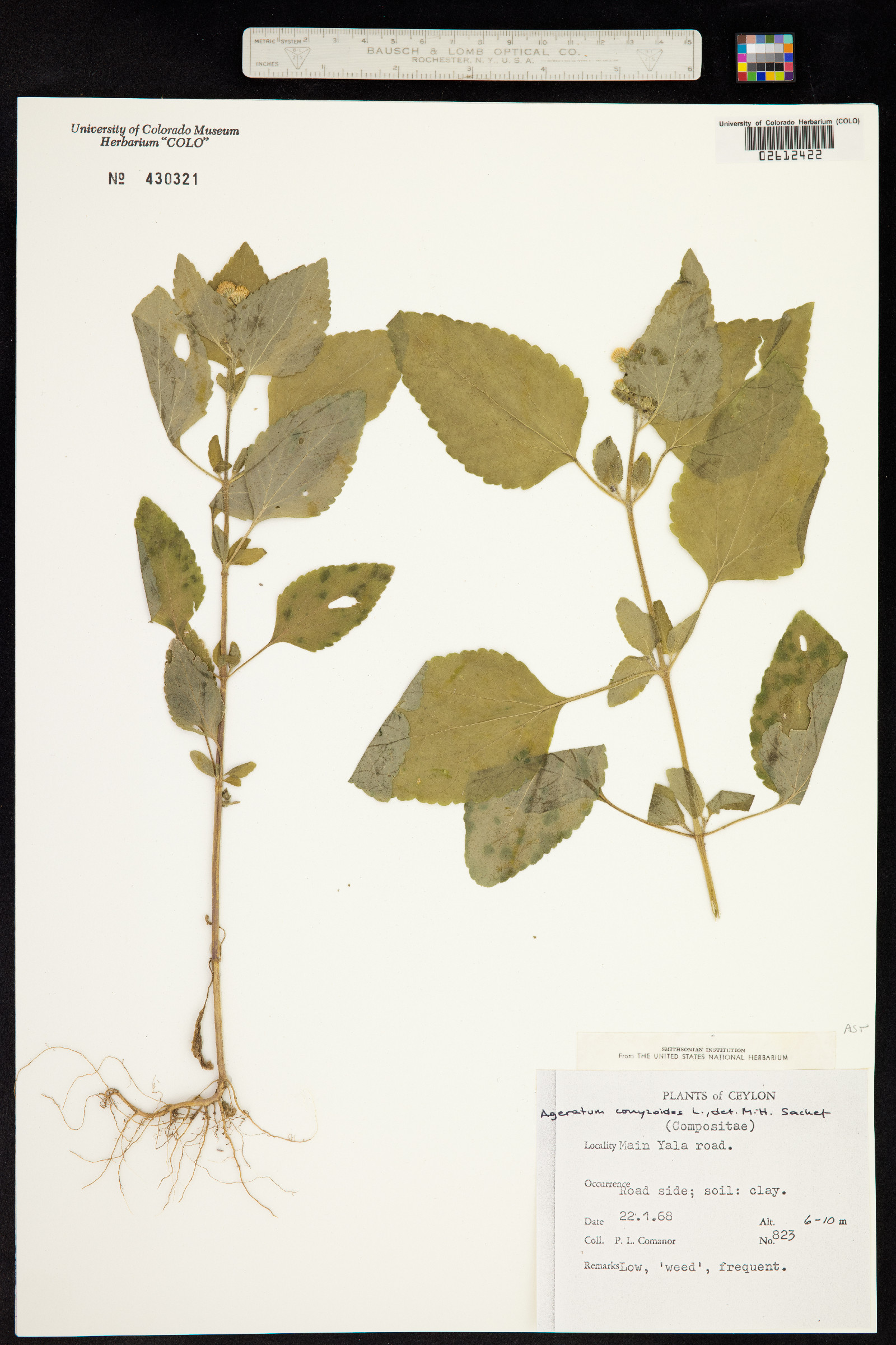 Ageratum conyzoides image
