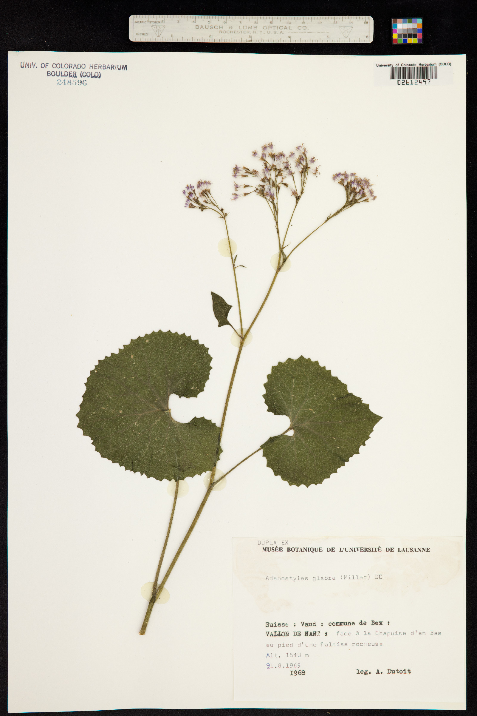 Adenostyles alpina subsp. alpina image