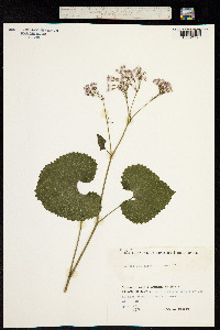 Adenostyles alpina image