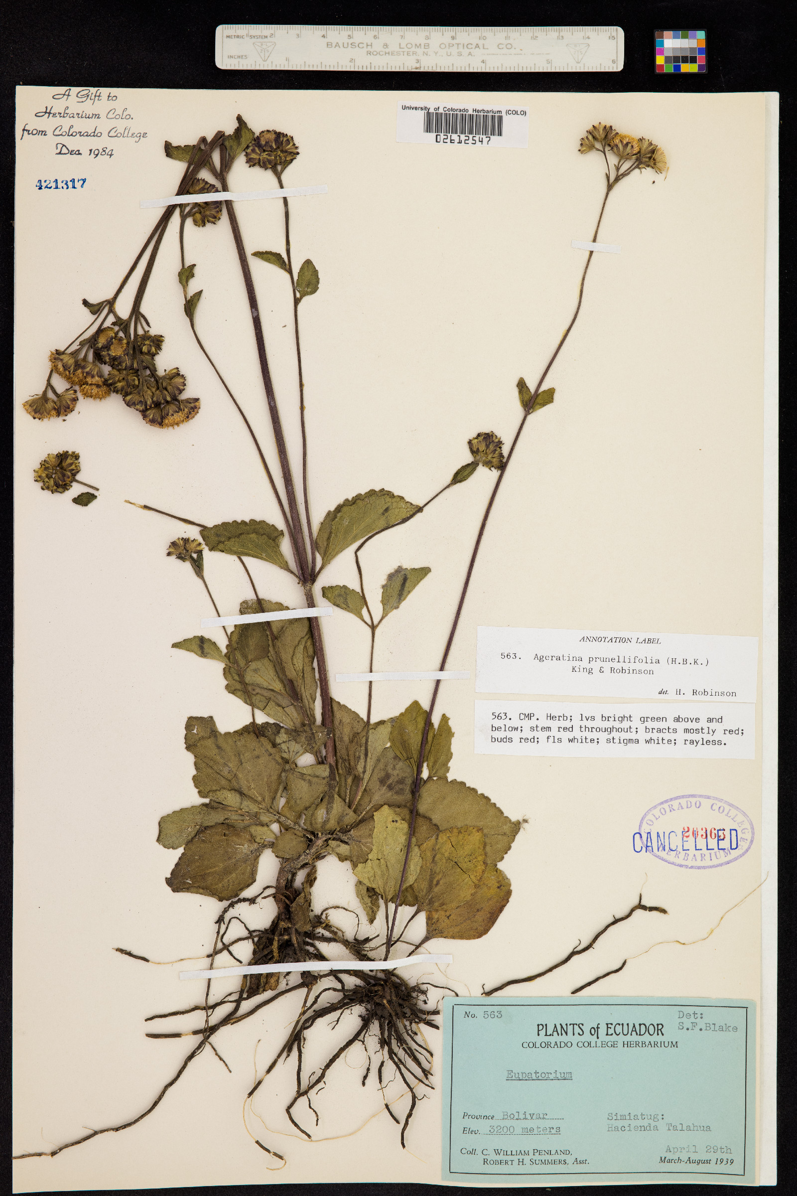 Ageratina prunellifolia image